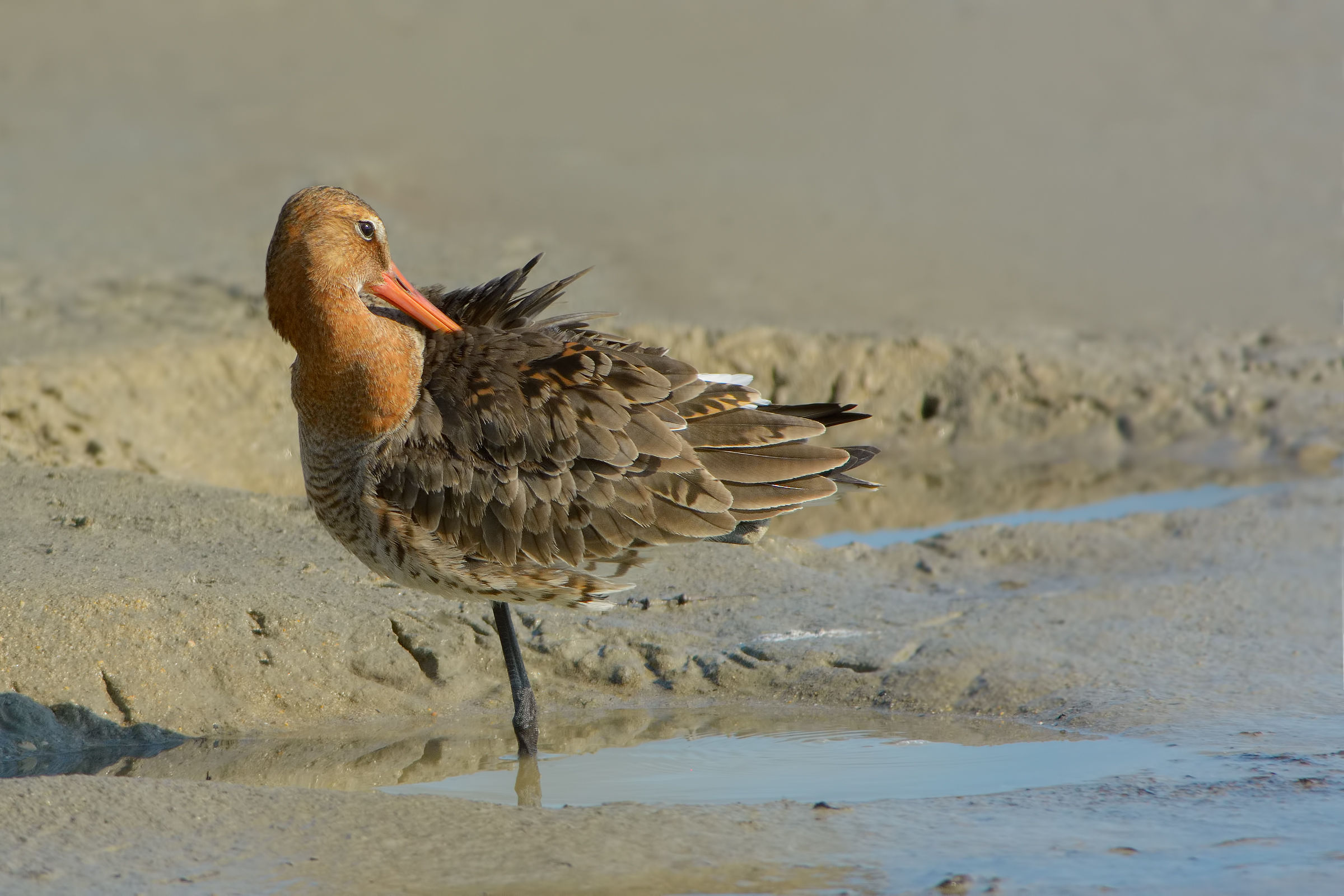 Black-tailed godwit (Limosa limosa)