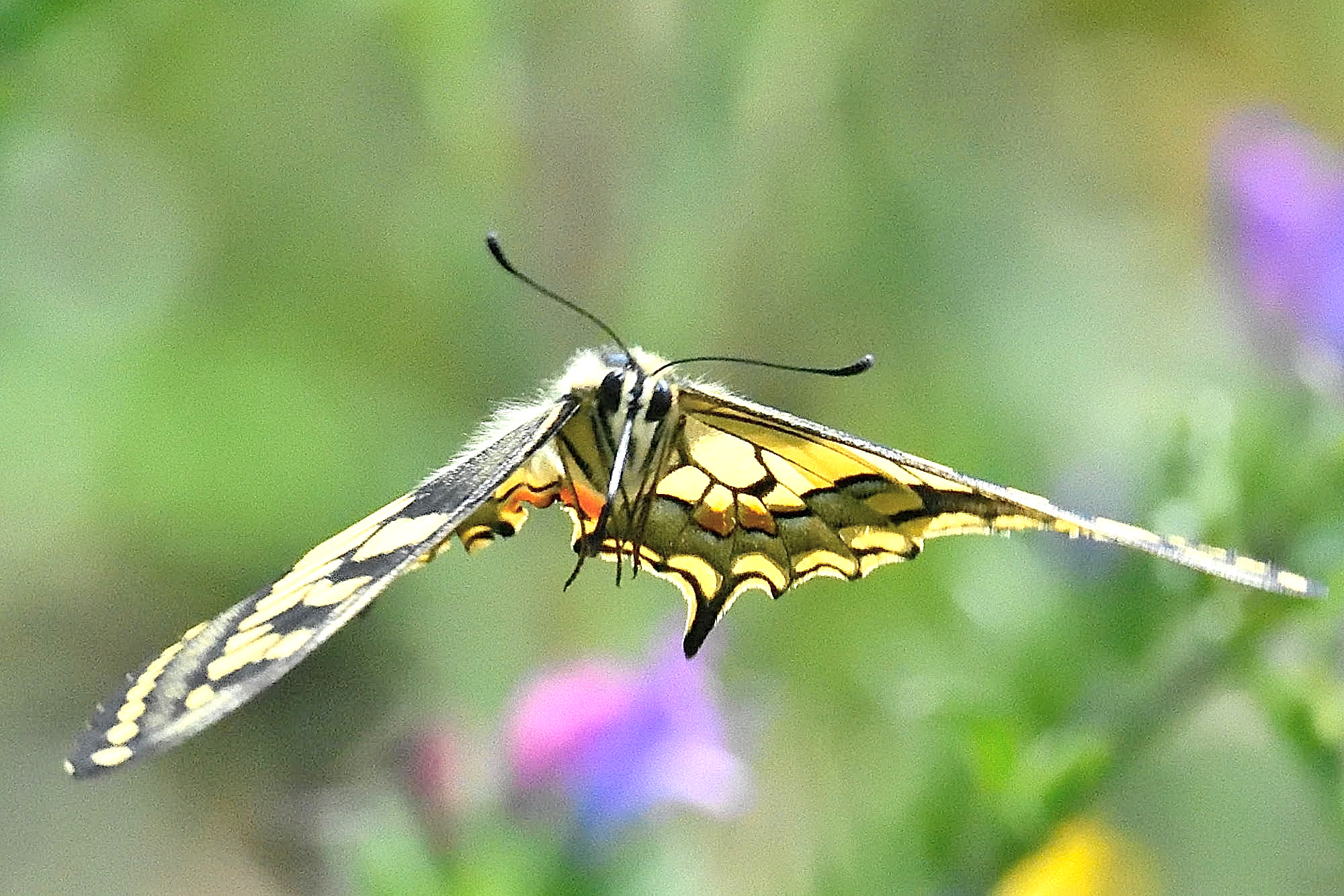 flying butterflies 2