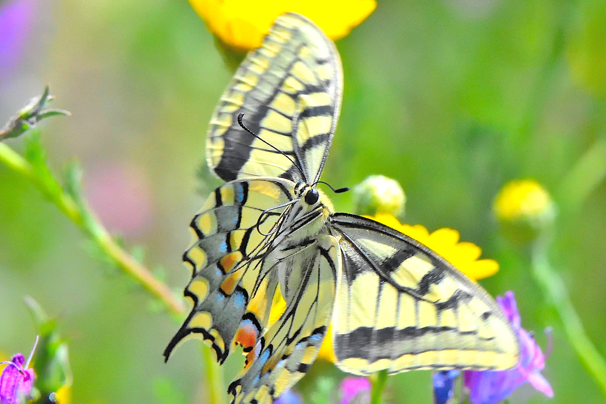 flight butterfly 3