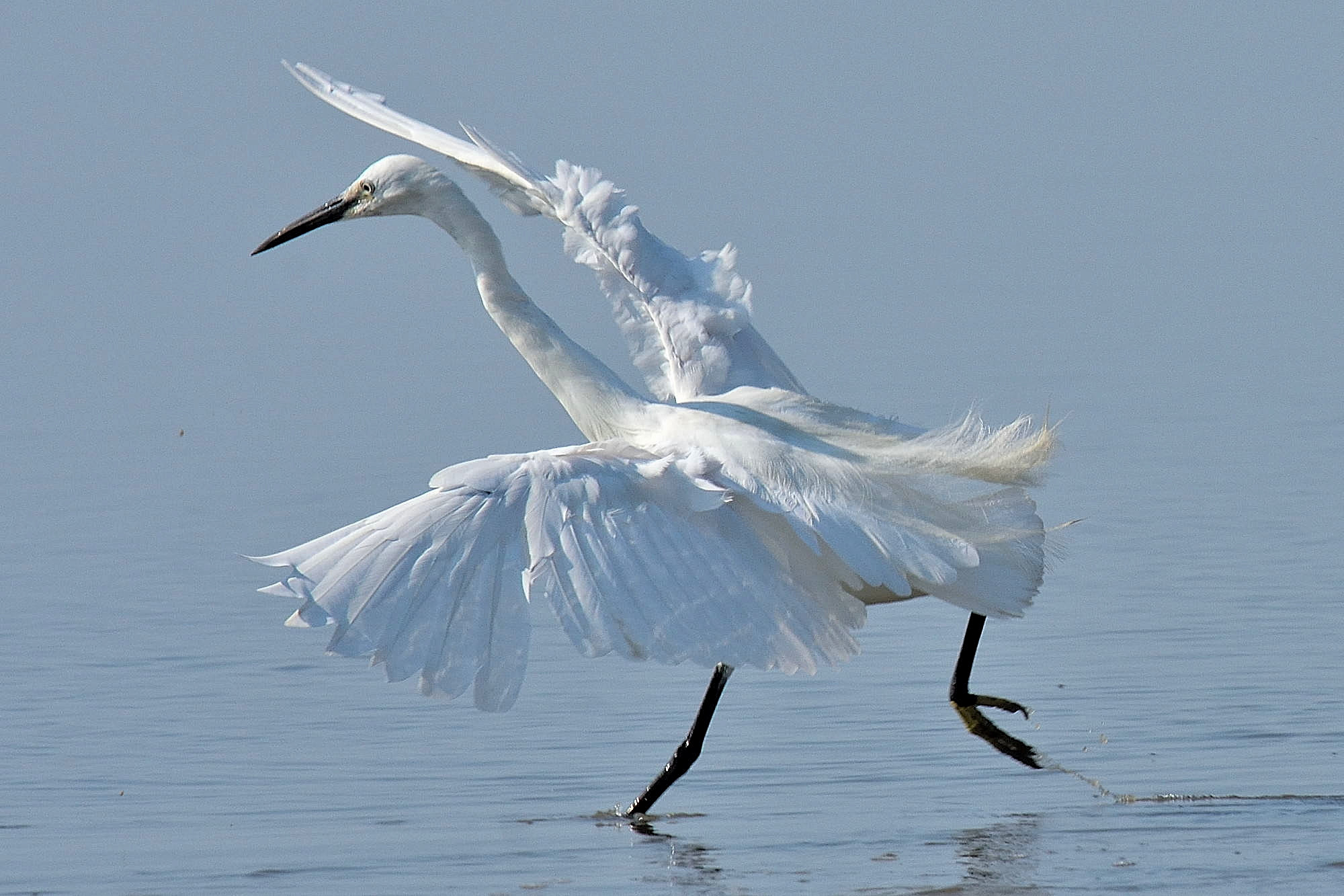 Egret