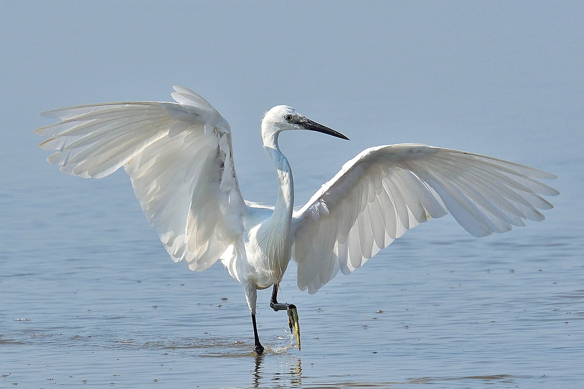 Egret 1