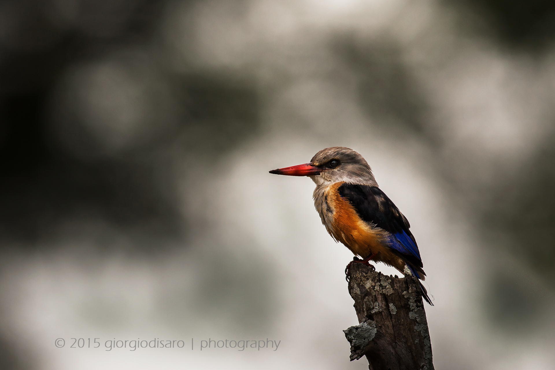 gray-head kingfisher