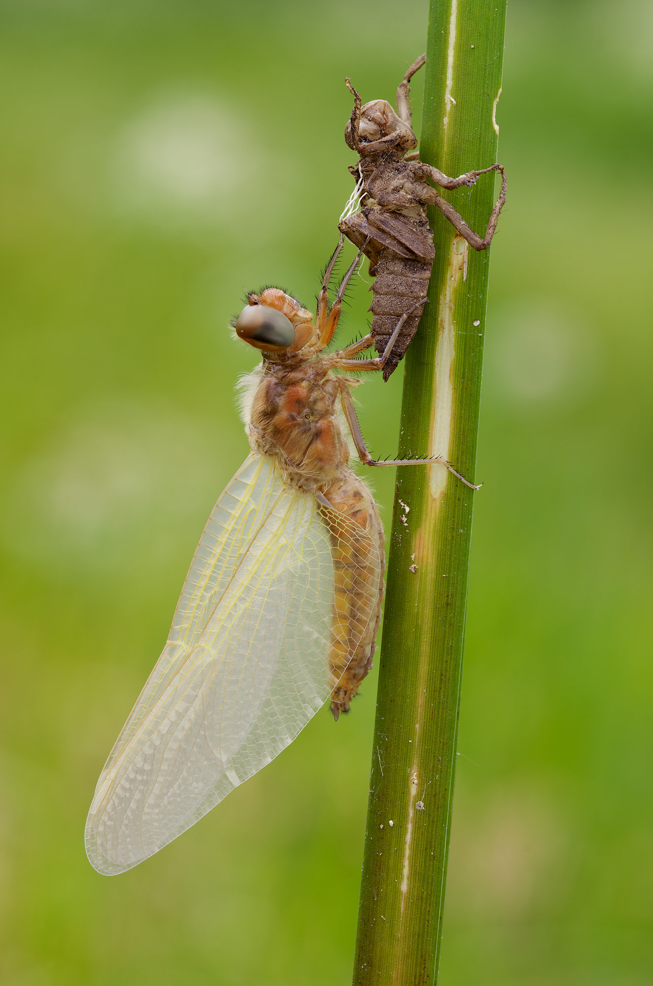 Libellula fulva