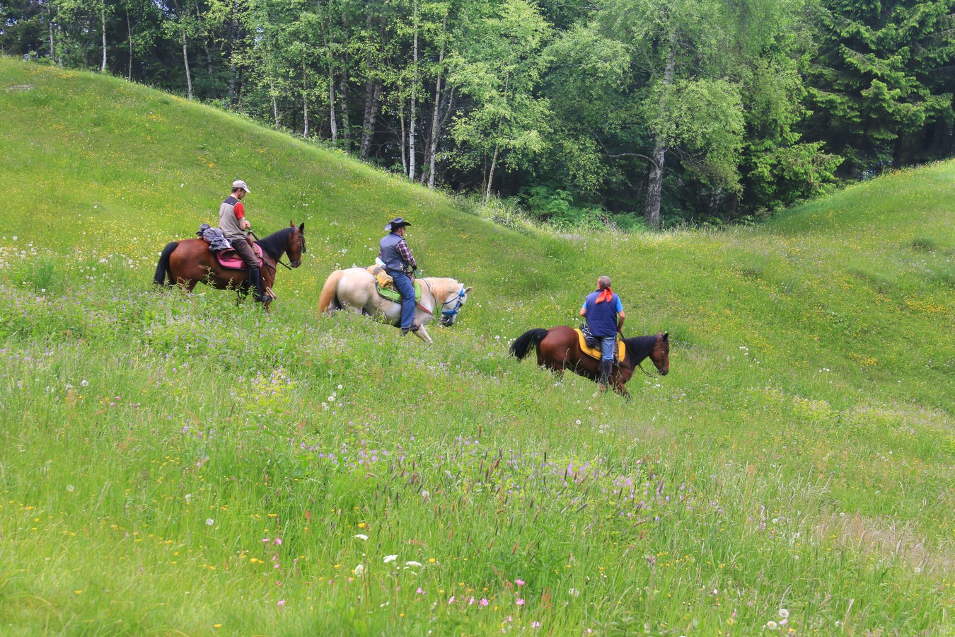 Riding through the meadows in bloom