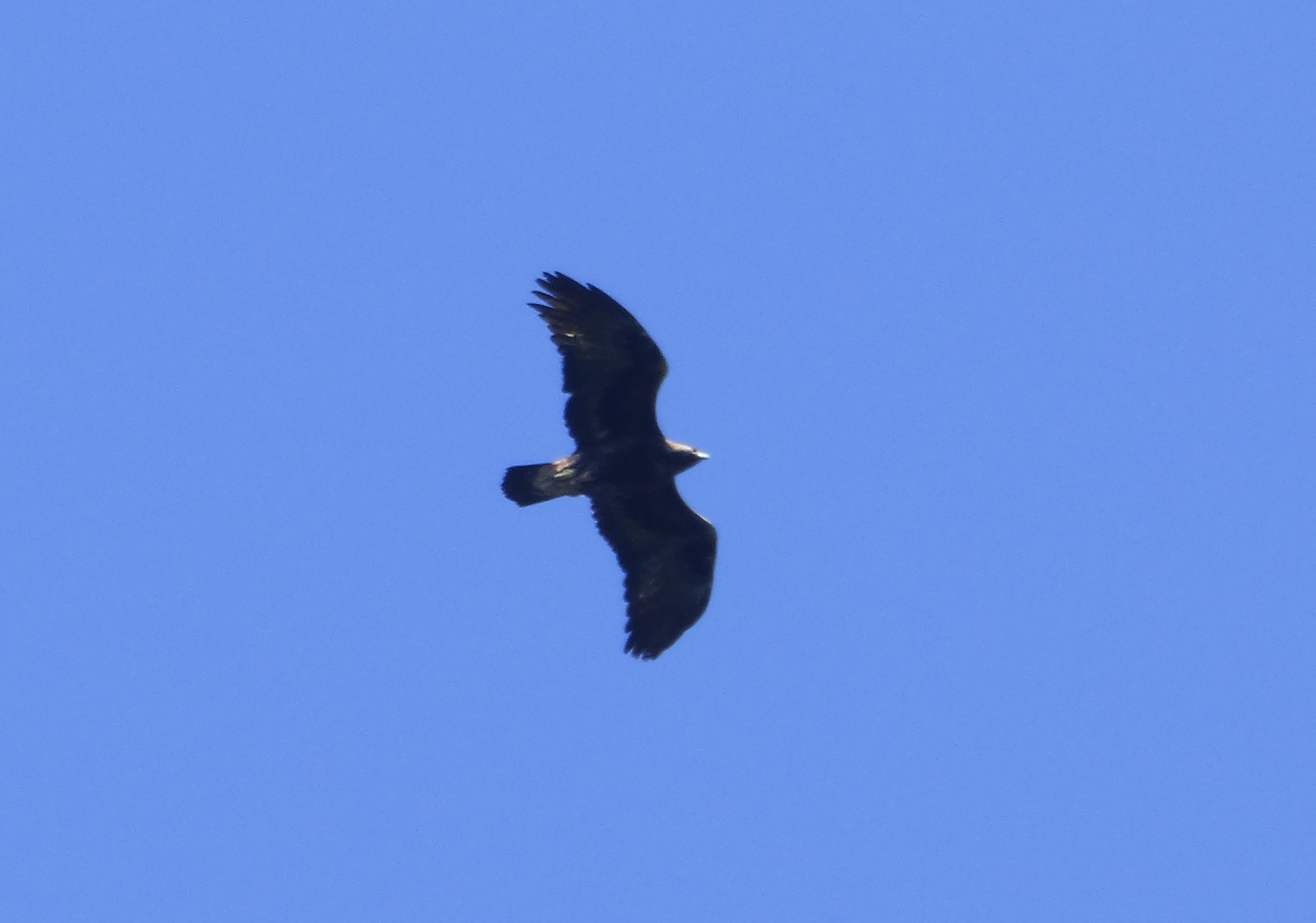 Aquila reale in volo