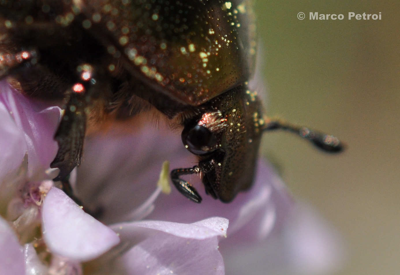 Riflessologia oculare