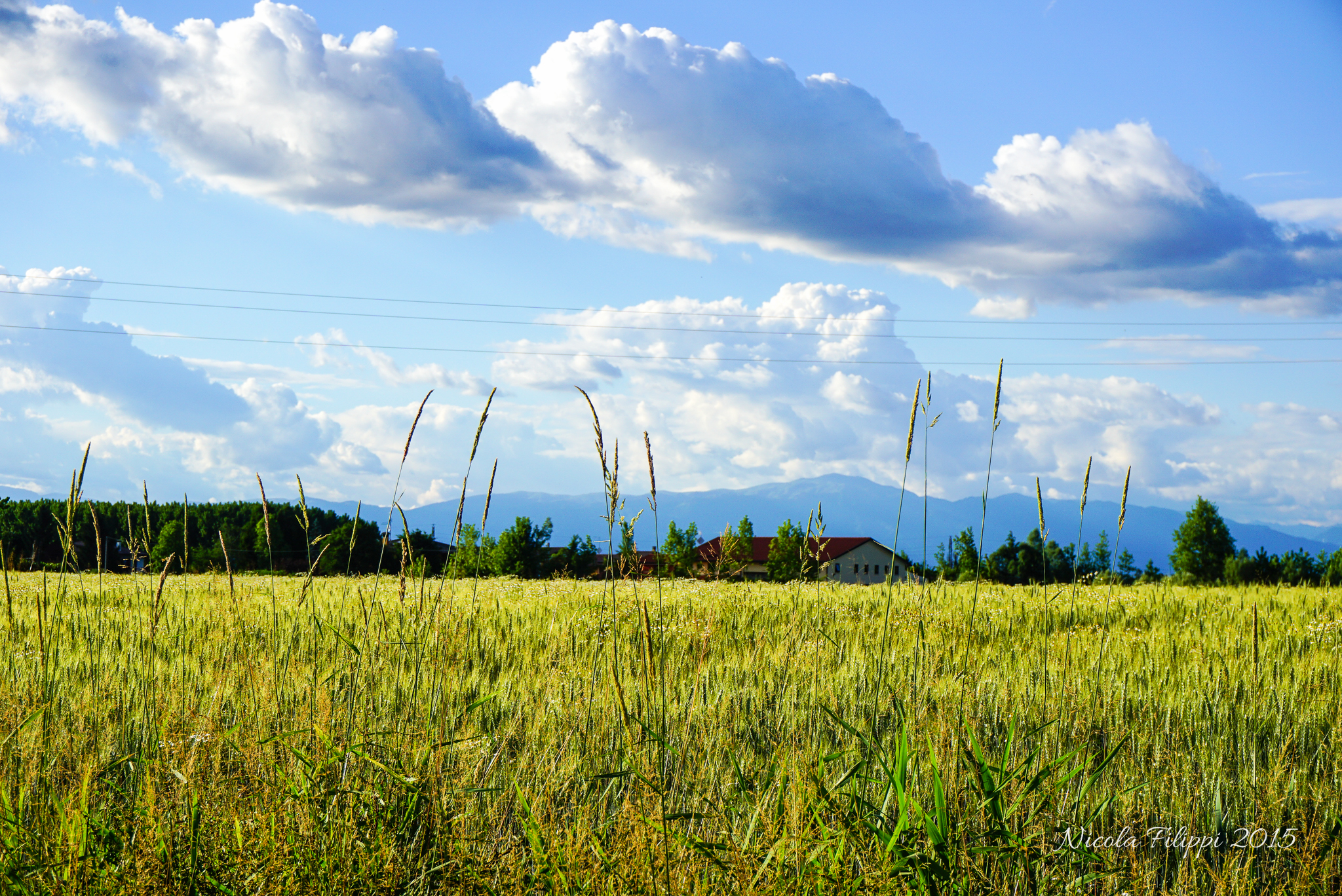 Clouds and wheat