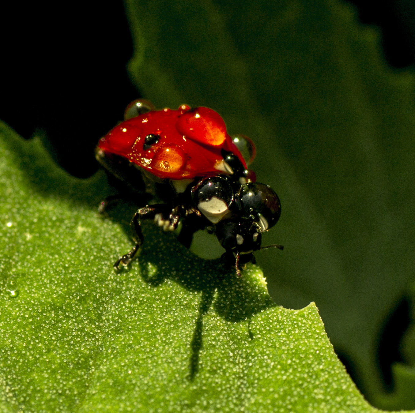 Ladybug eyes of water
