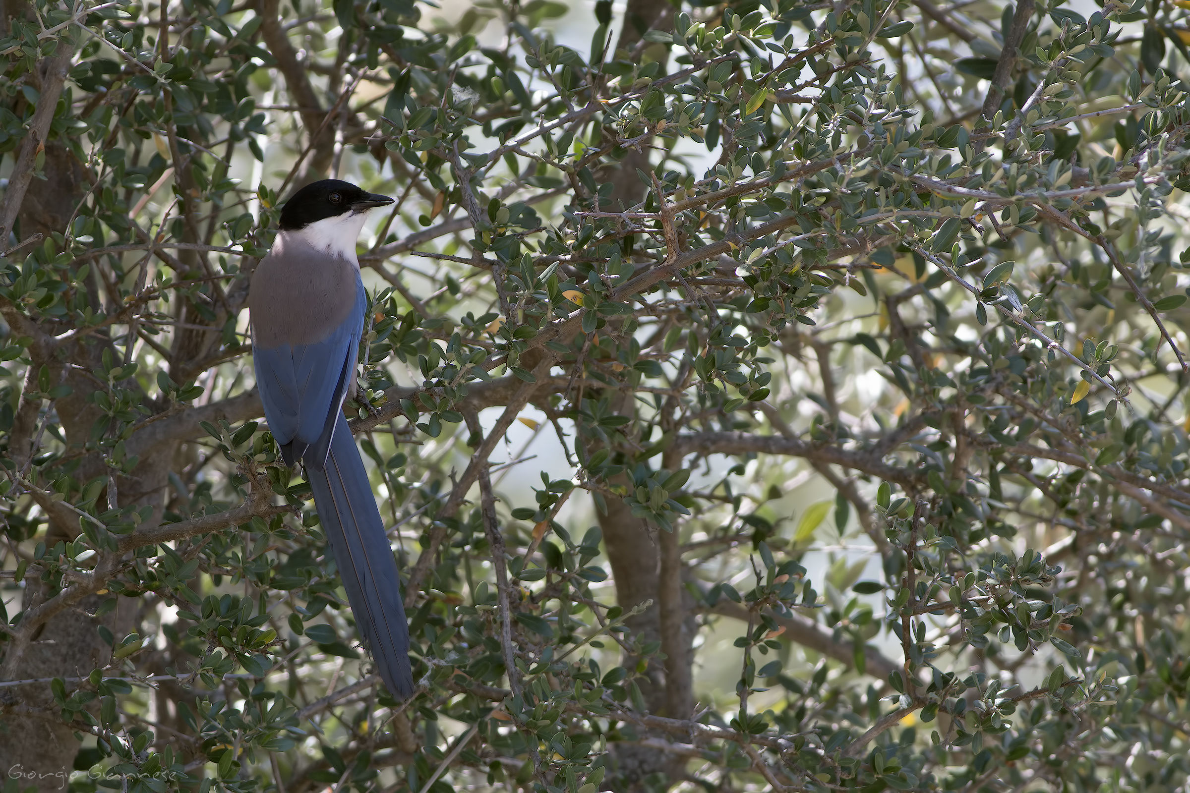 Gazza aliazzurre iberica (Cyanopica cooki )