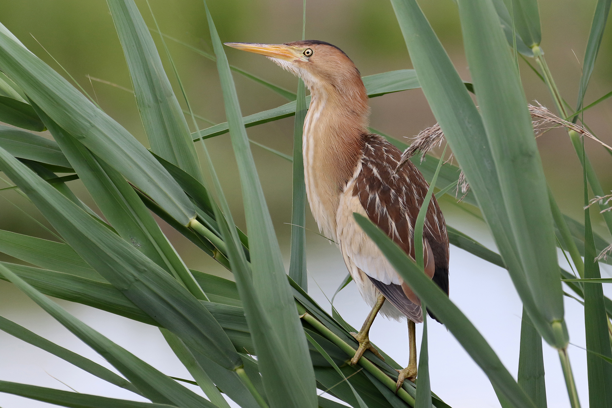 Bittern female