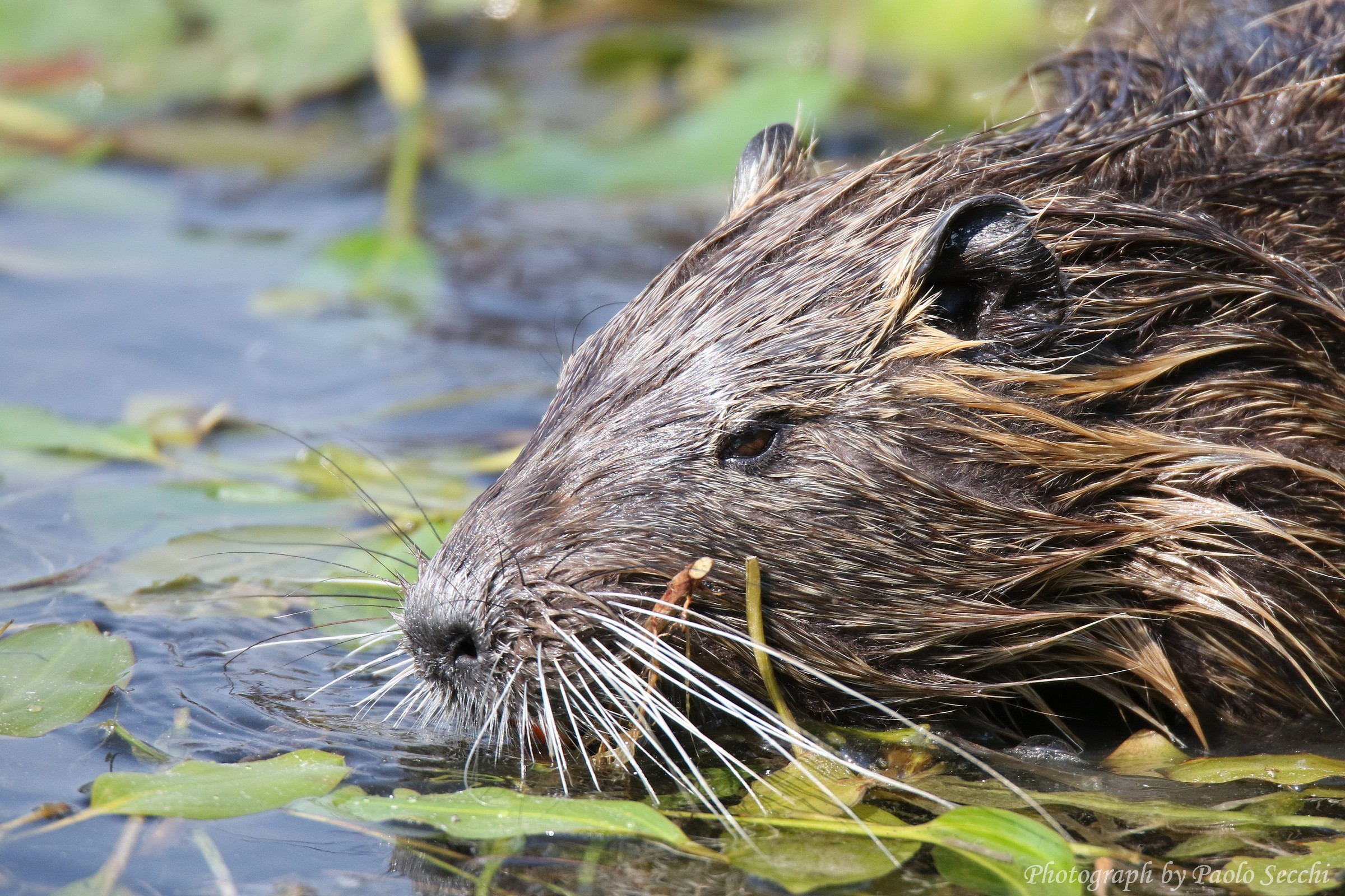 Close Up of nutria