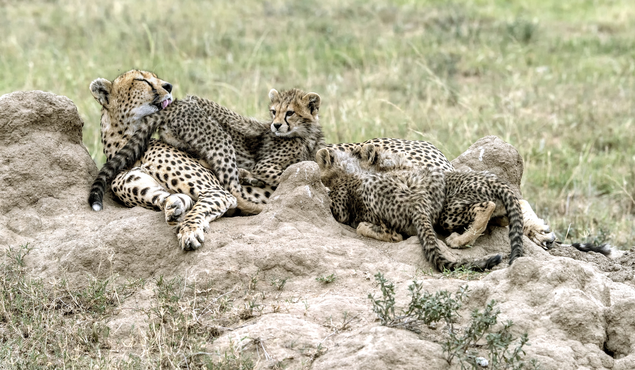 Tanzania 2015 - Leccatina sul sederino