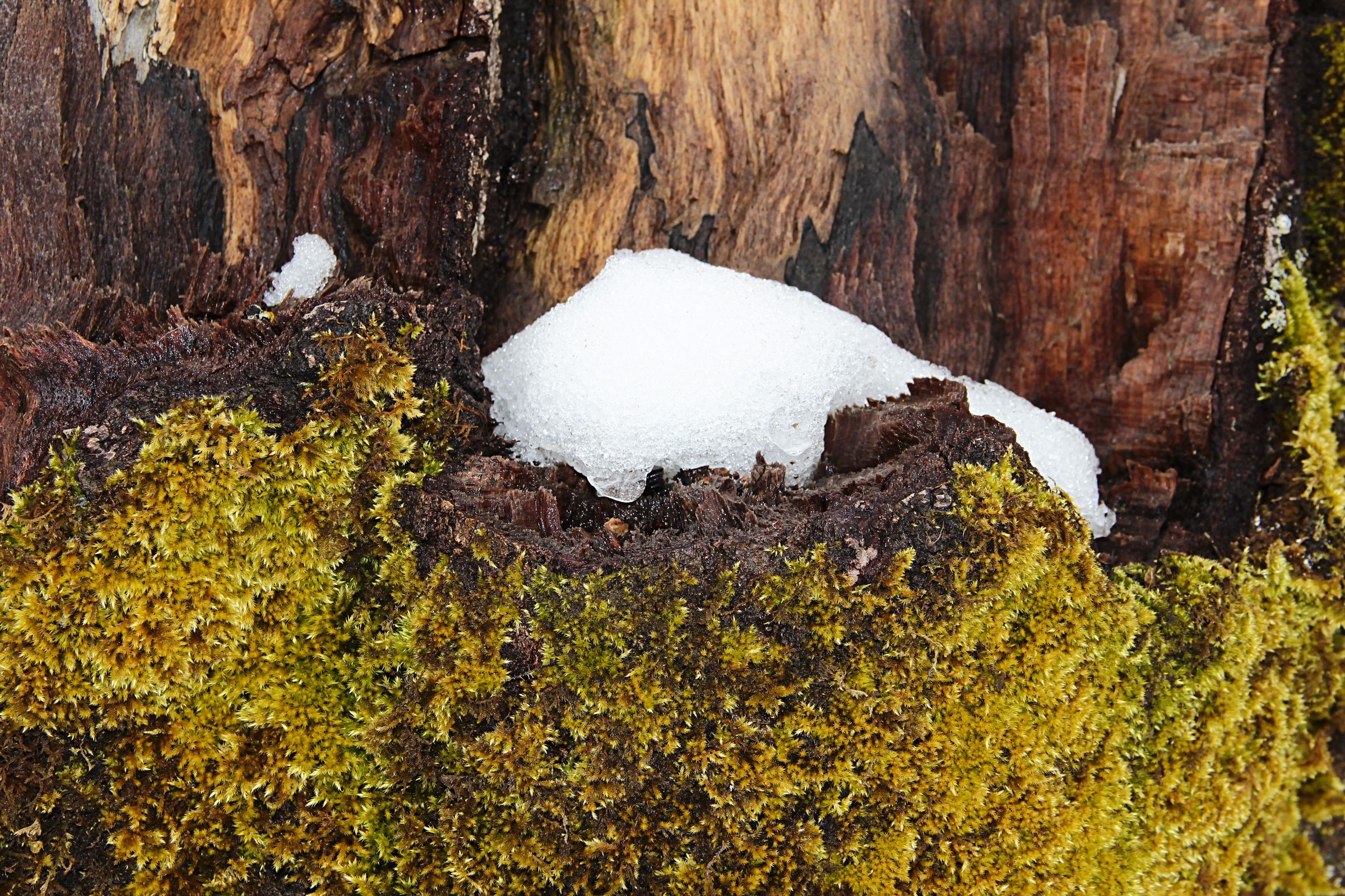 Neve sulla corteccia