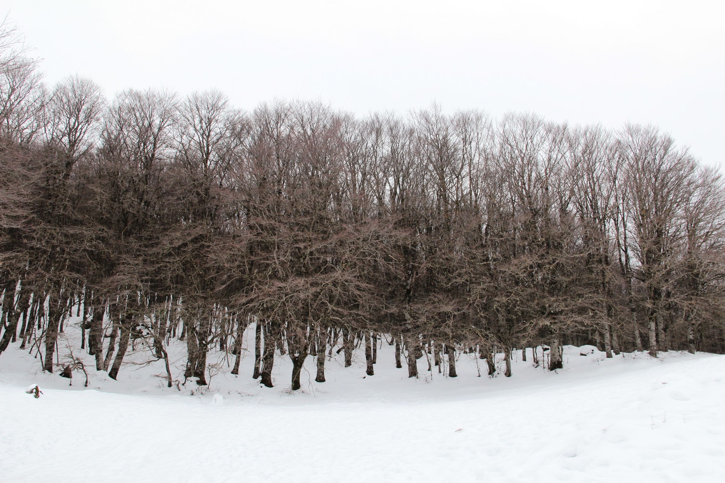 Bosco di Piano battaglia