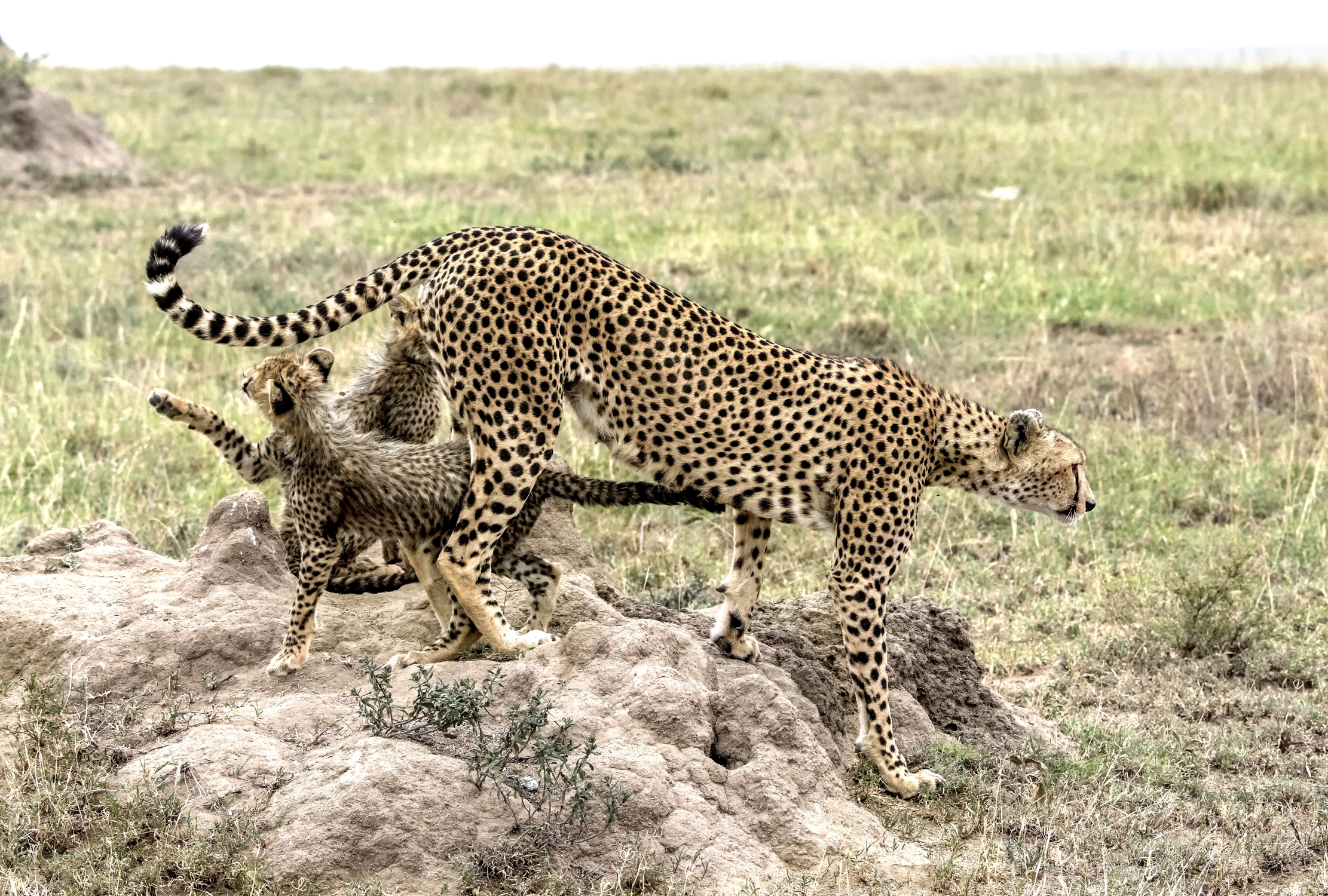 Tanzania 2015 - La coda della mamma