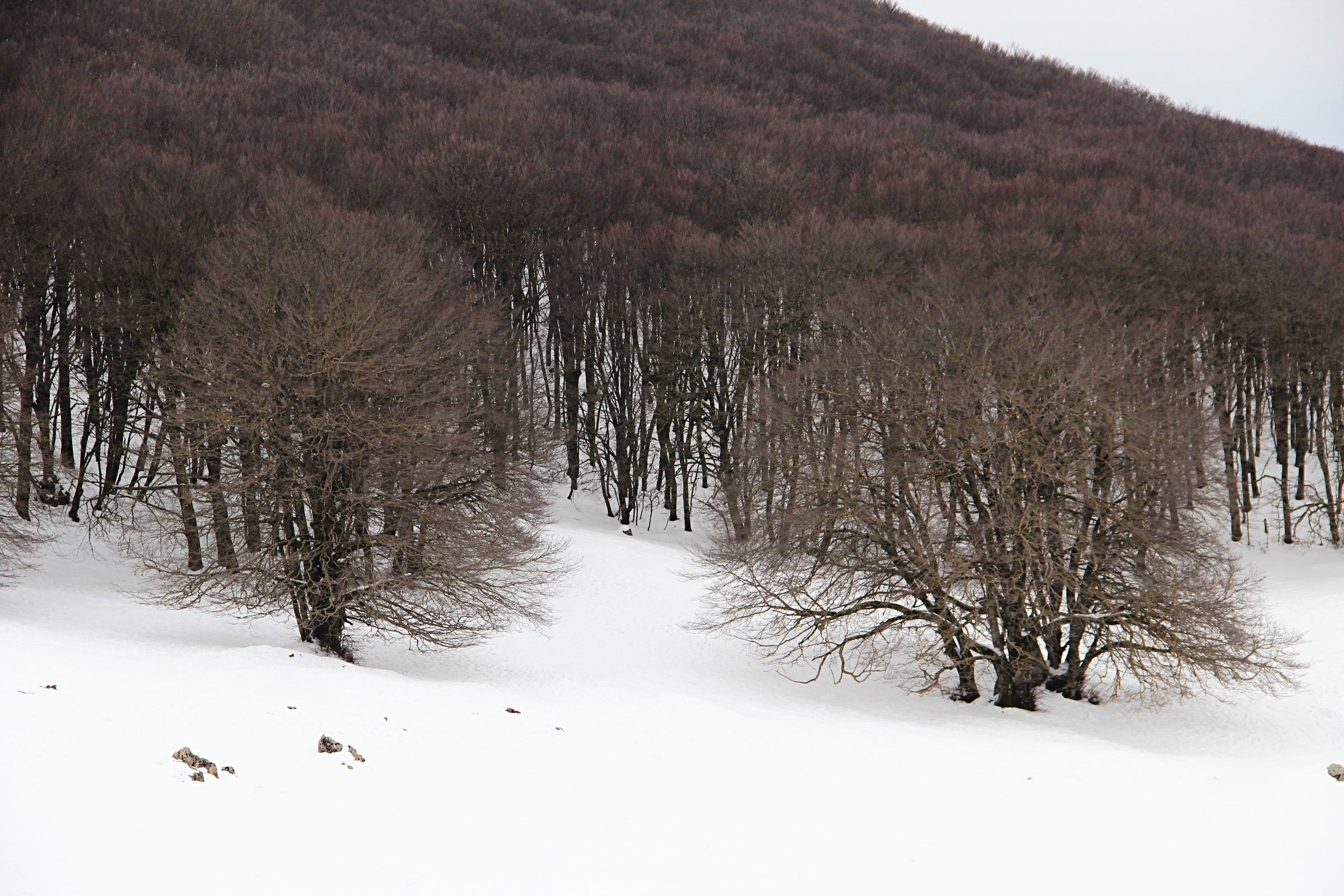 Bosco di Piano battaglia