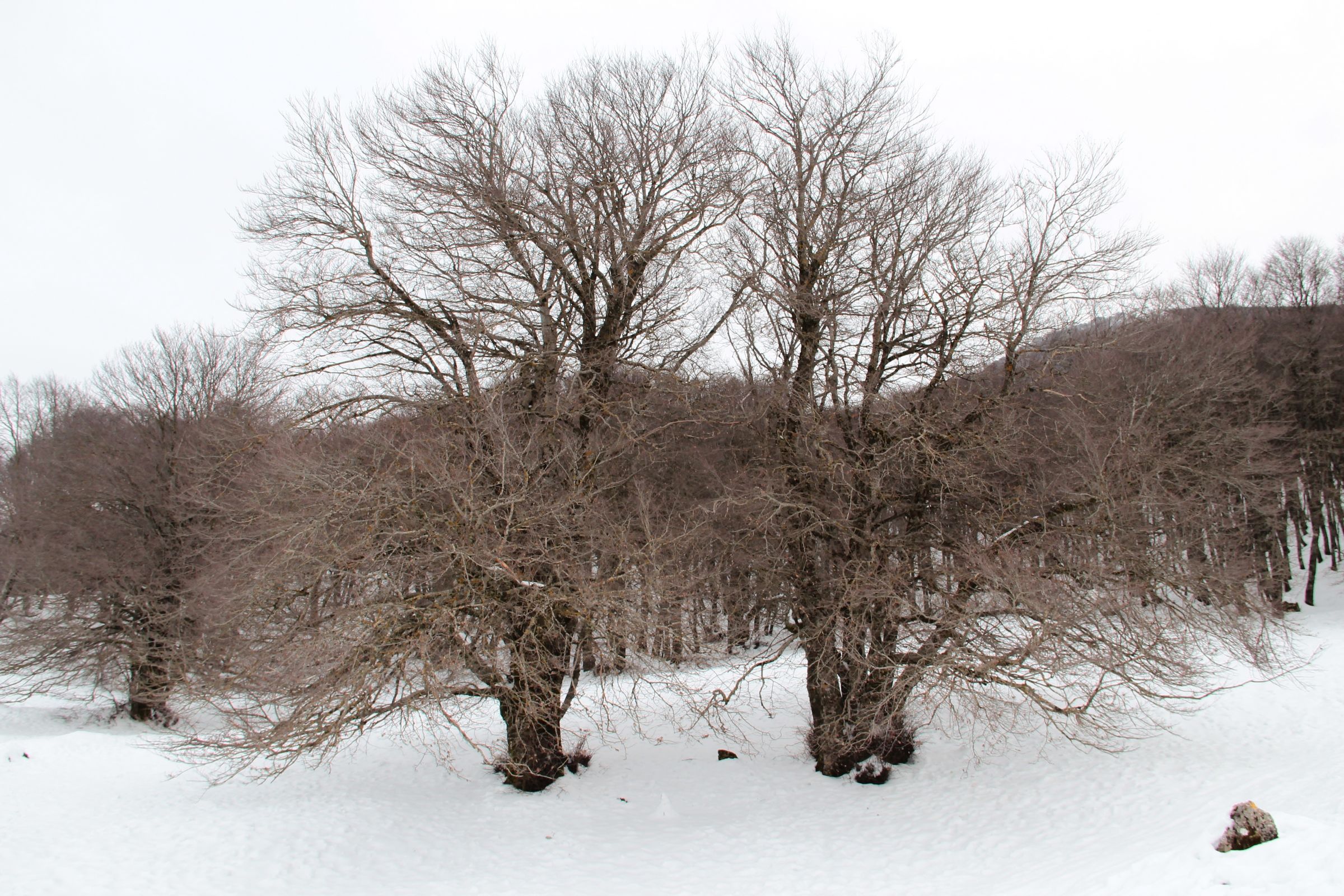 Bosco di Piano battaglia