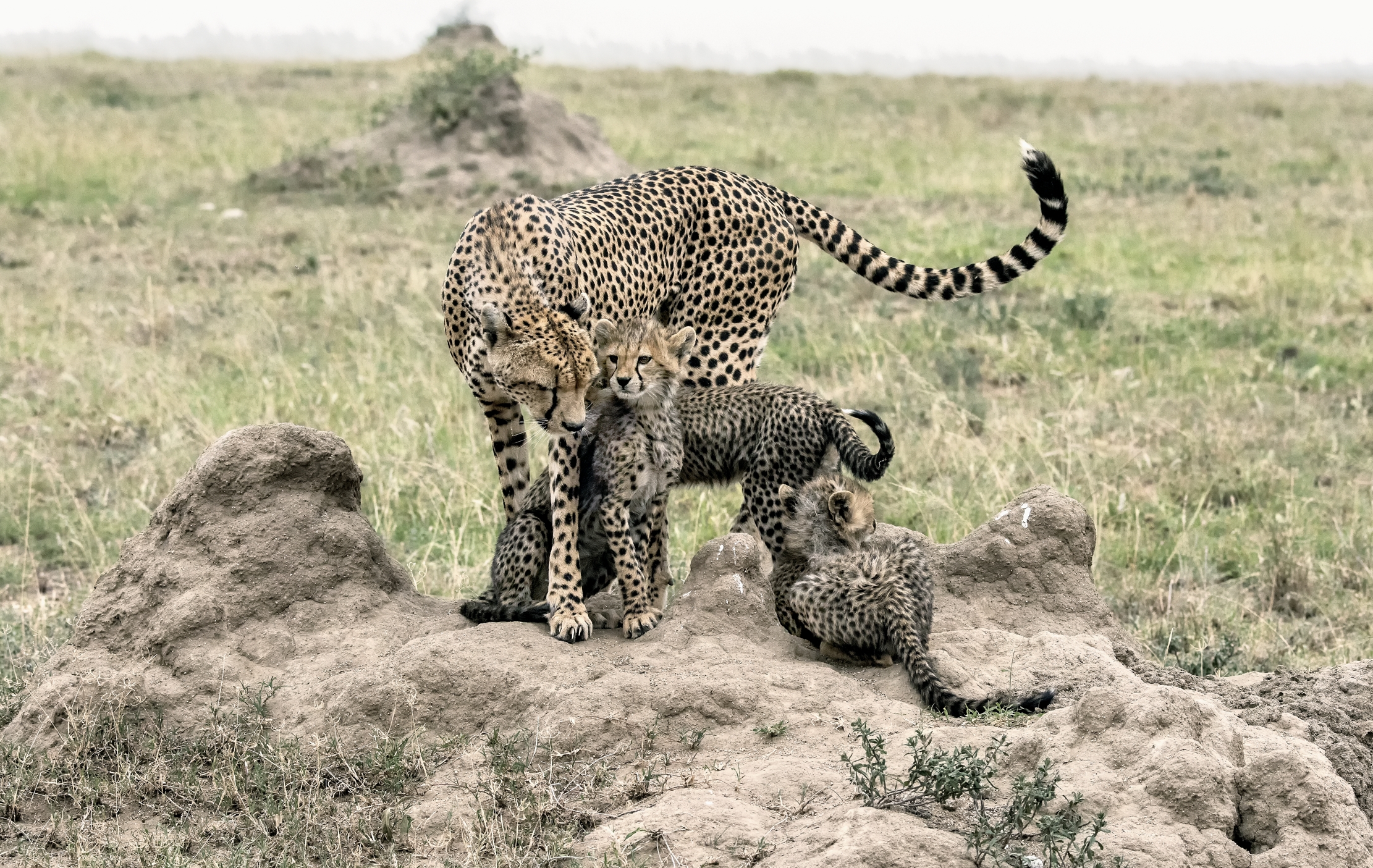 Tanzania 2015 - Contatti