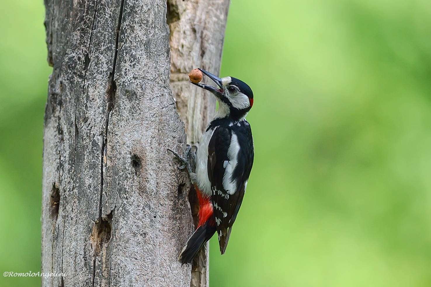 Woodpecker 2