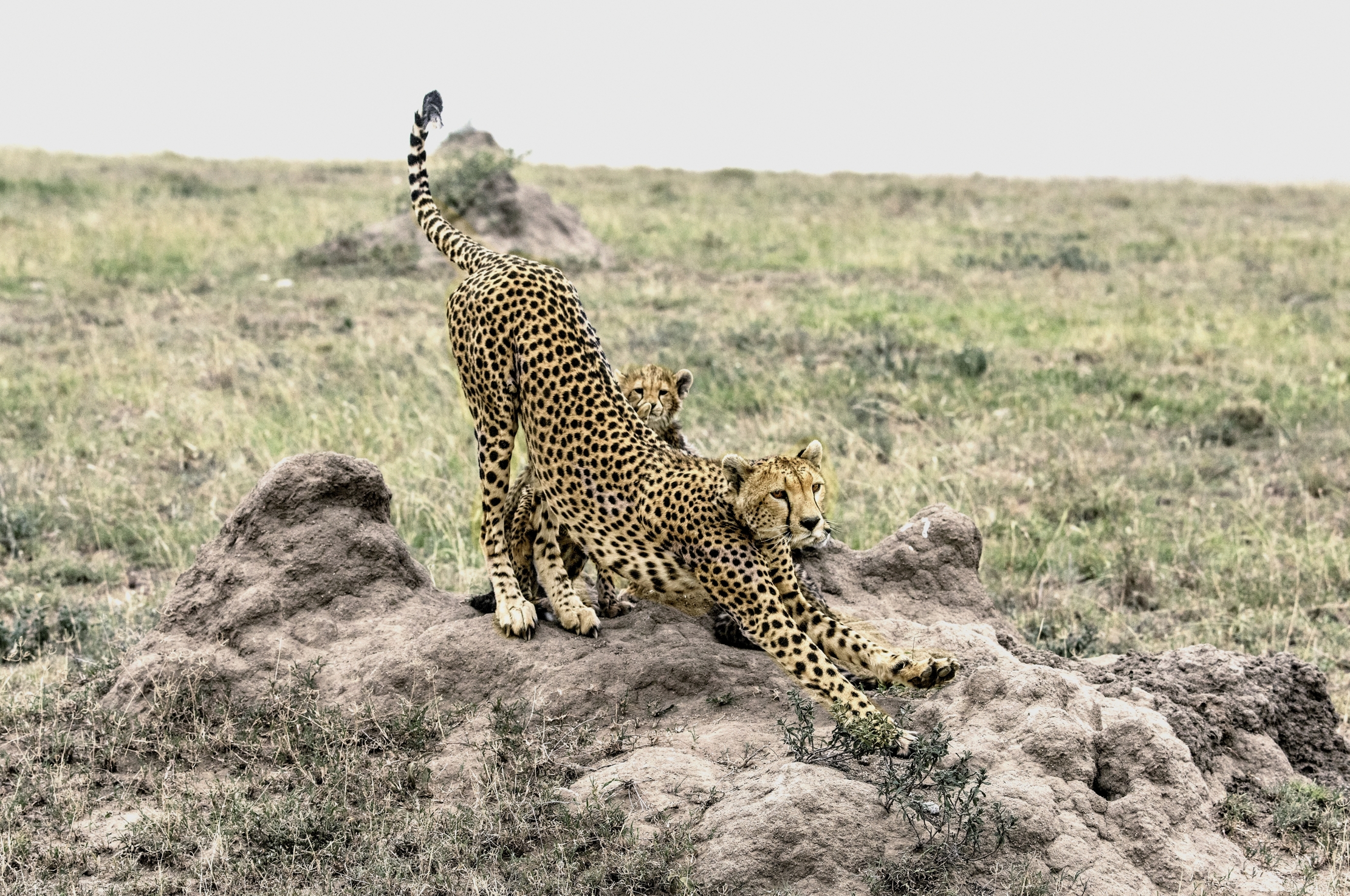 Tanzania 2015 - Stiracchiata