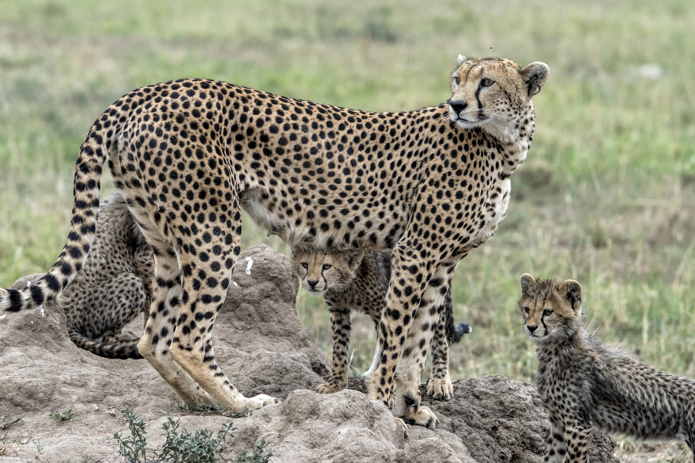 Tanzania 2015 - Sguardi