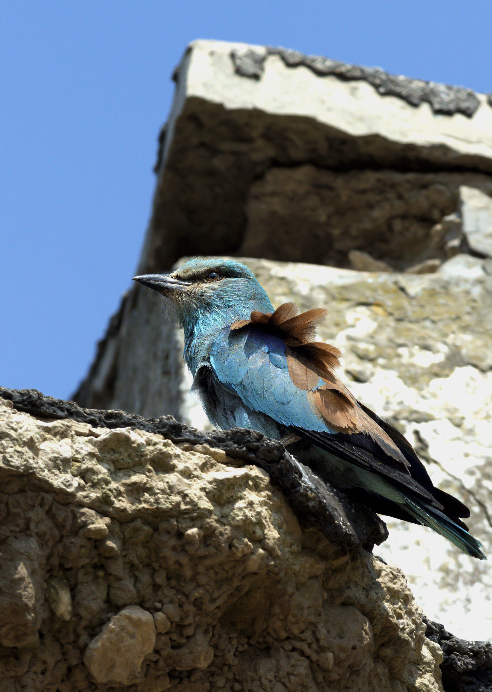 European roller