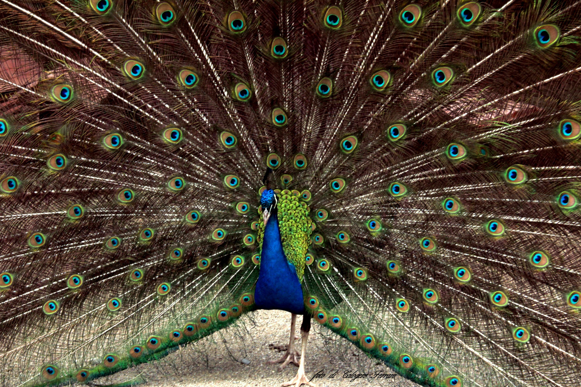 Capriate -  nel parco della mini Italia