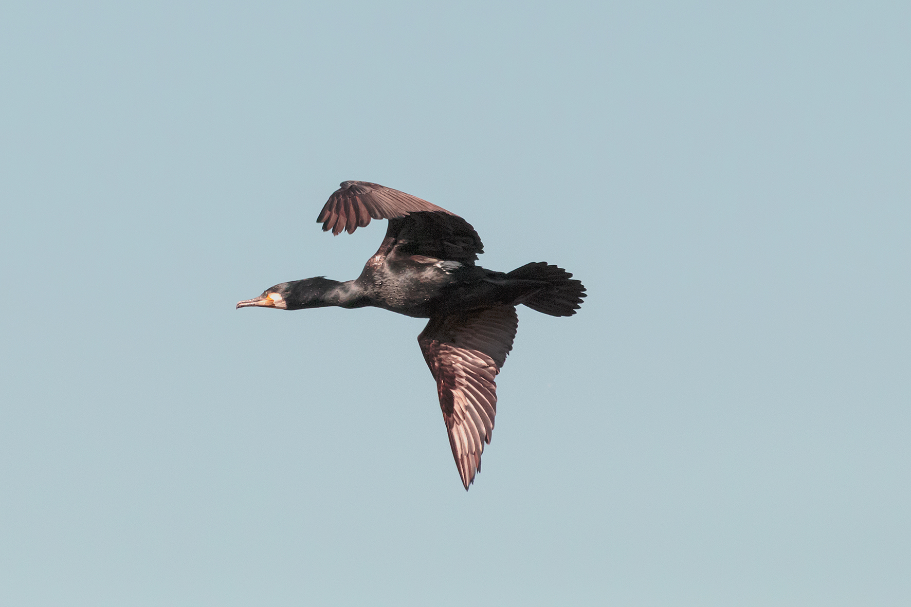 Flight of the Cormorant