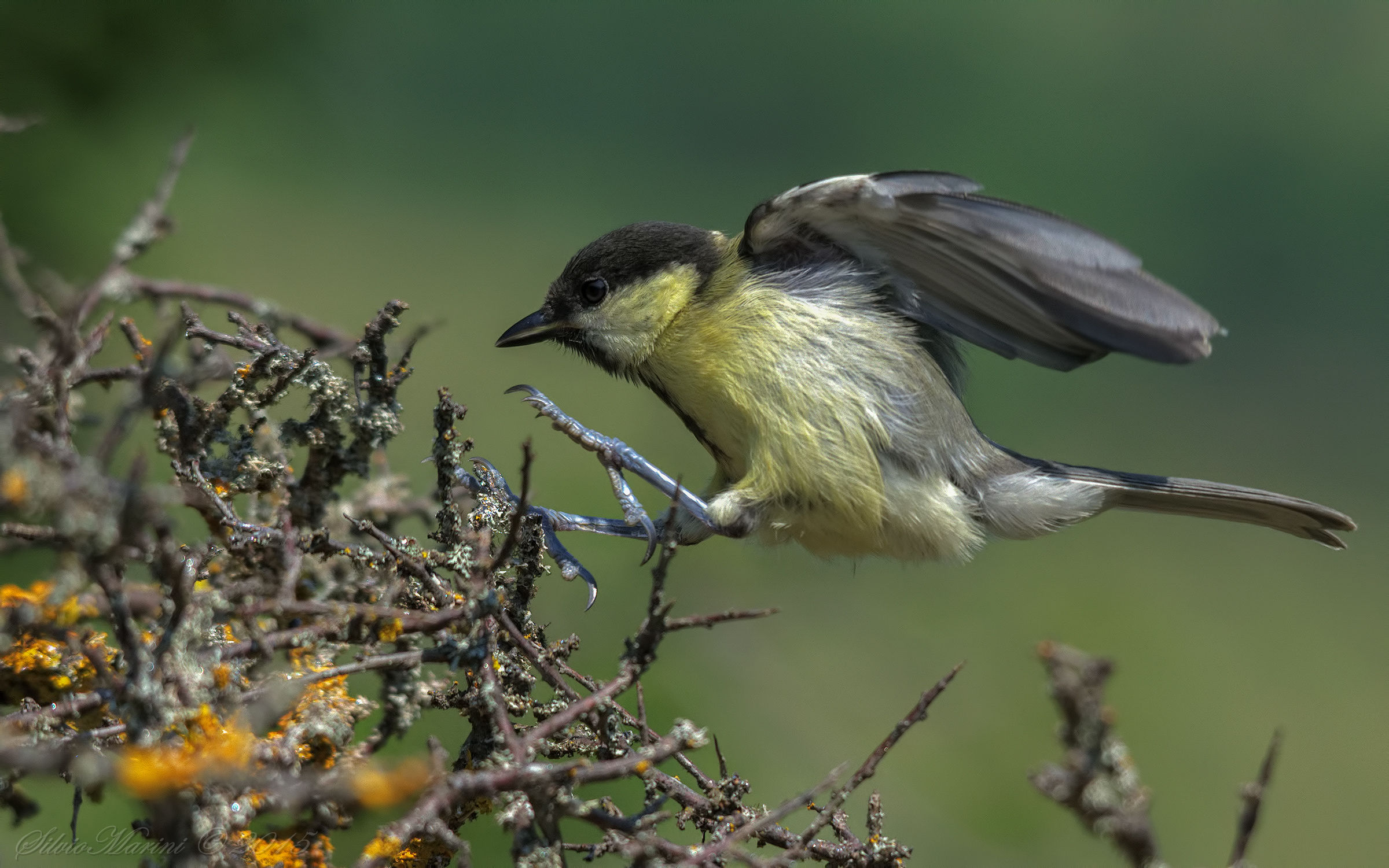 Cinciallegra  (Parus major)giovane in atterraggio.