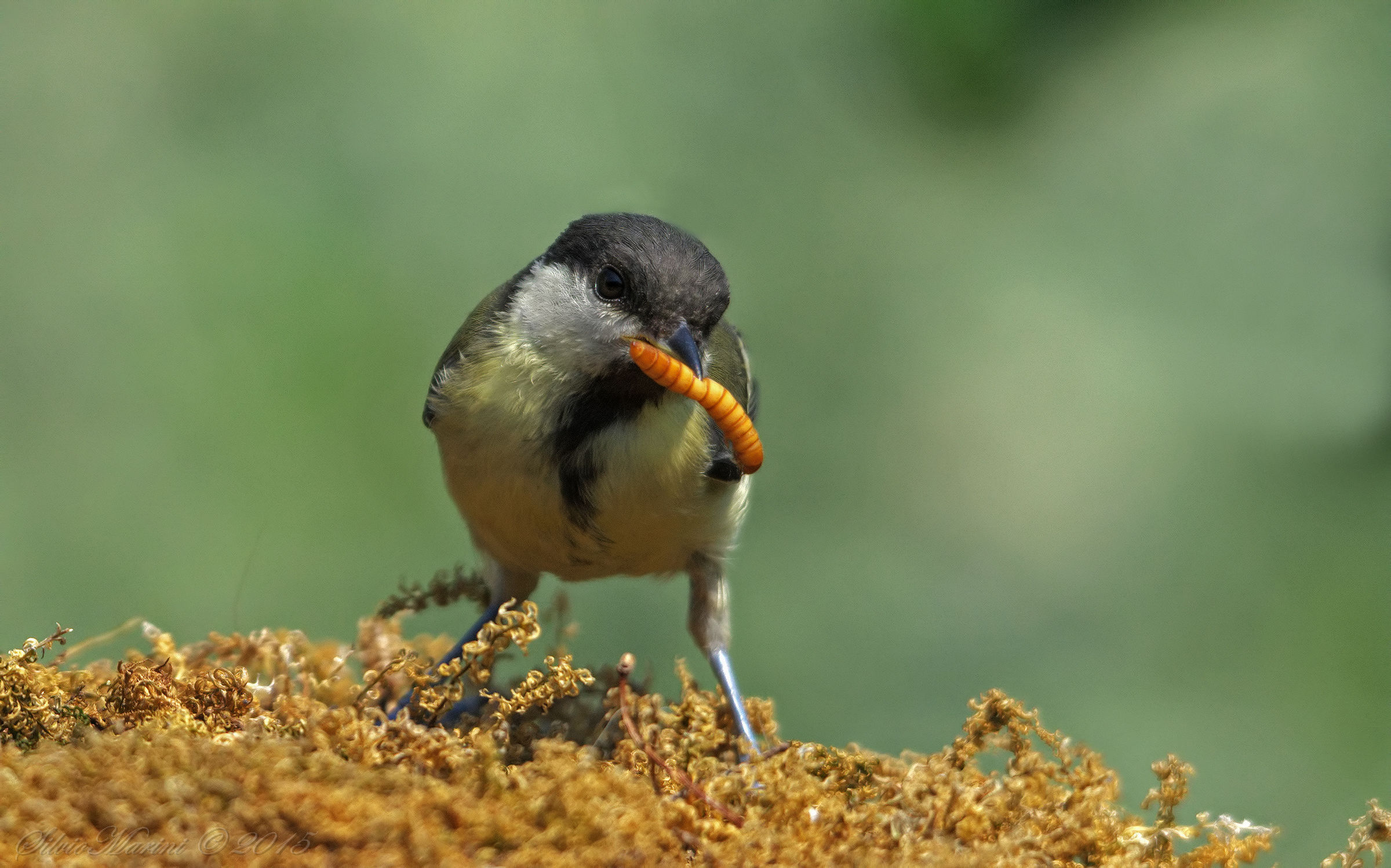 Cinciallegra  (Parus major)giovane