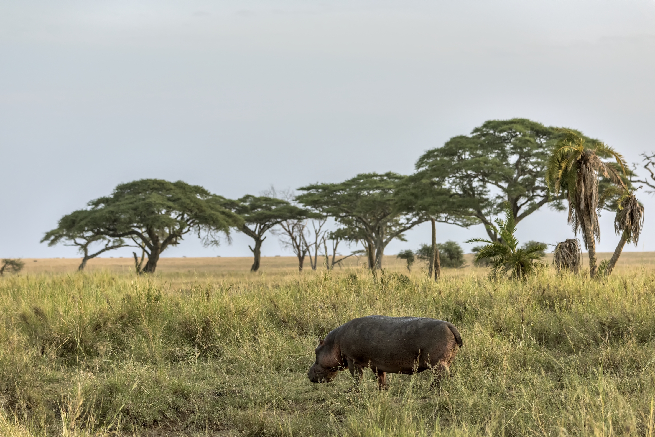 Tanzania 2015 - Ippo