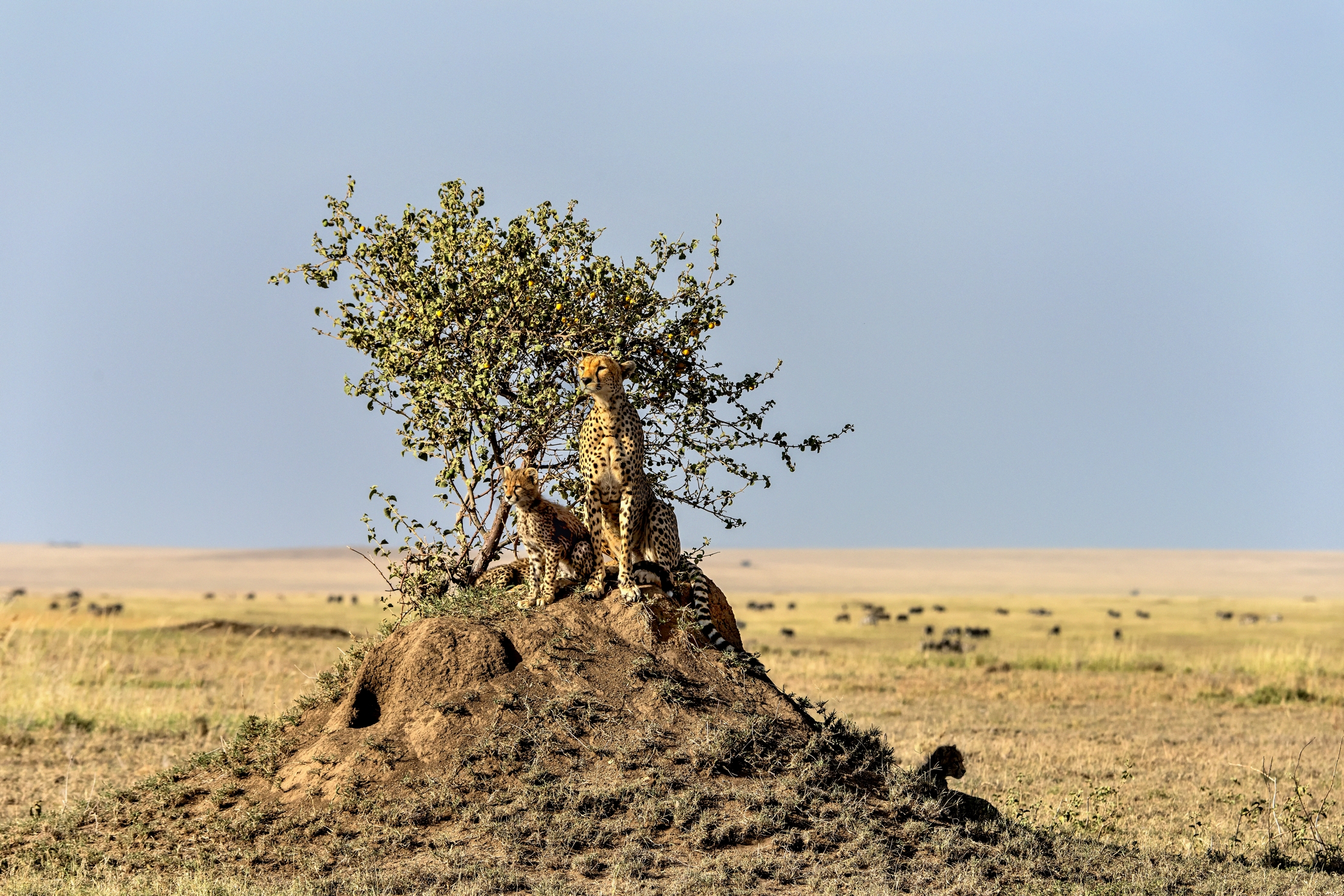 Tanzania 2015 - Nella savana