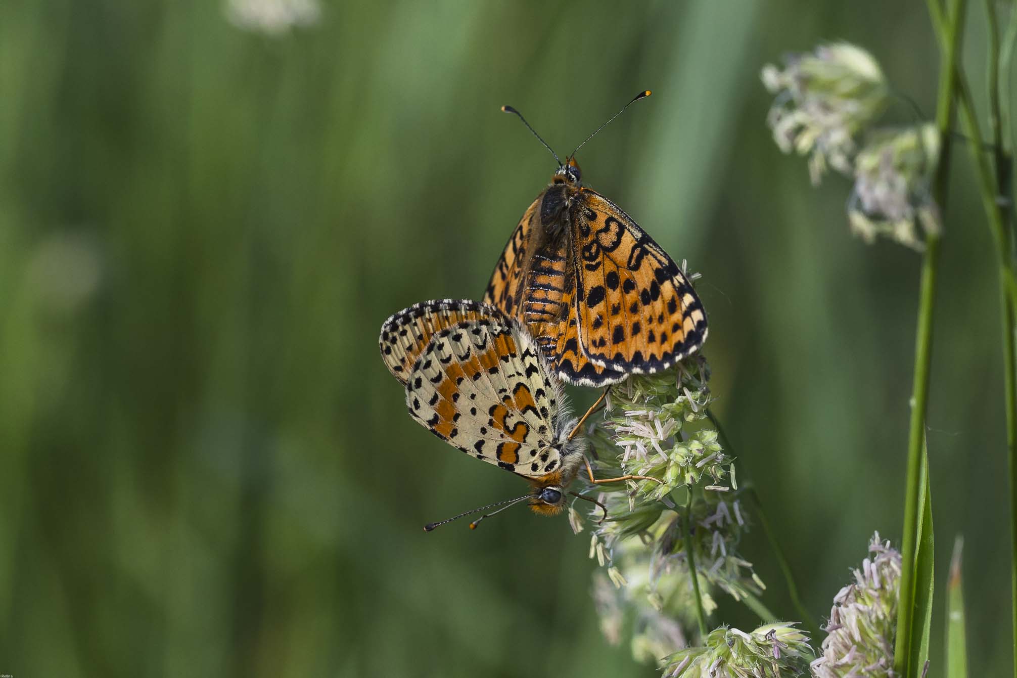 Melitaea didyma