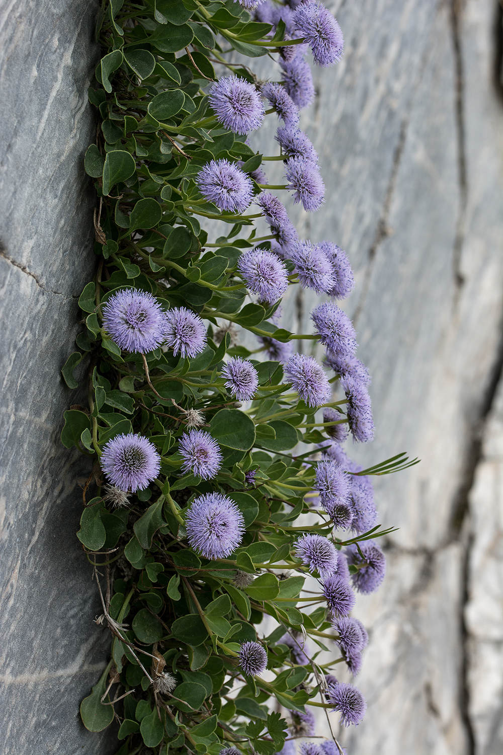 Globularia incanescens