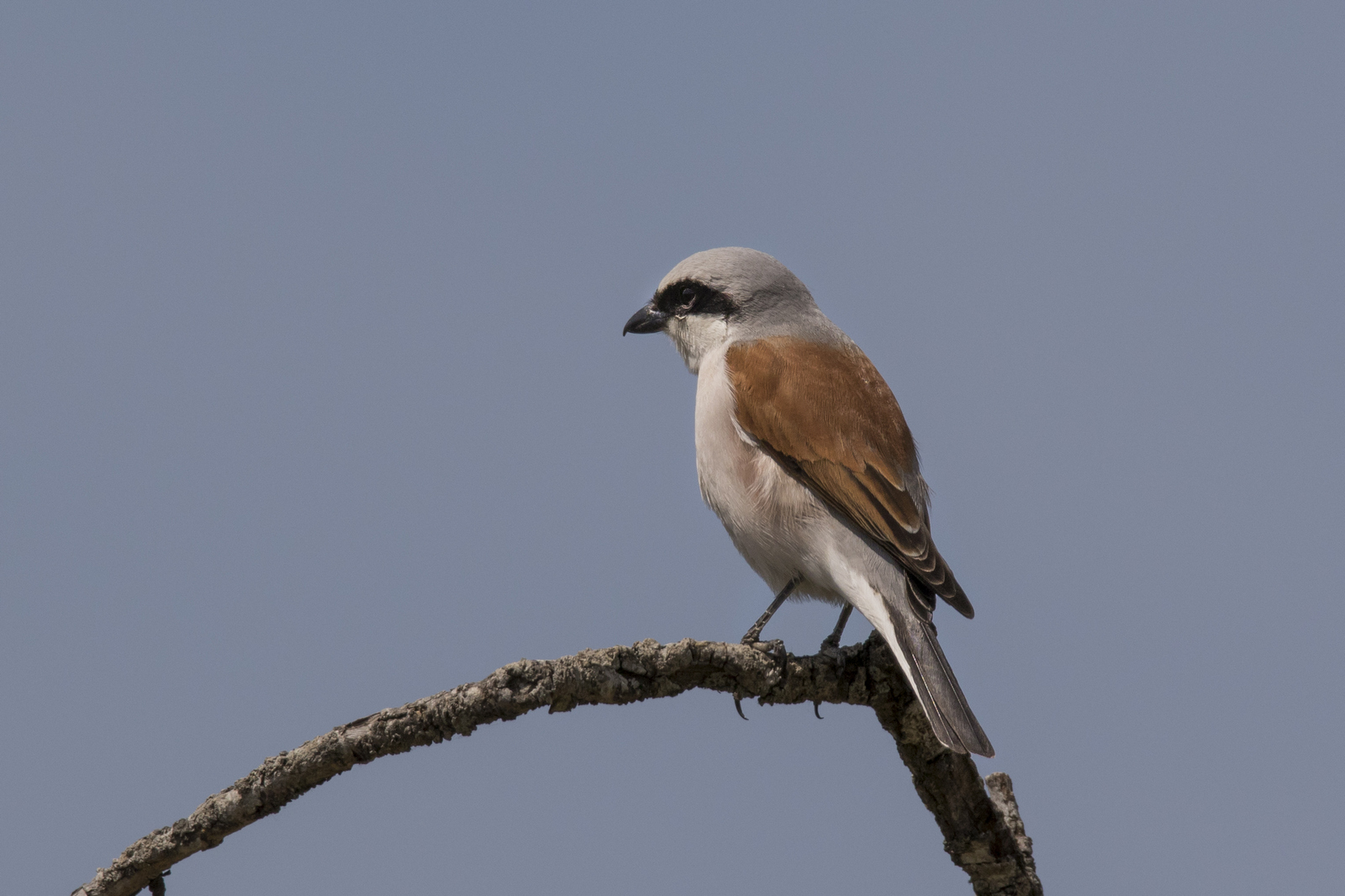 Shrike
