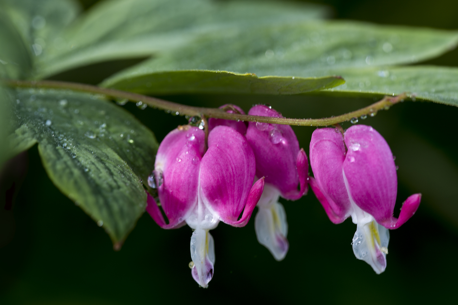 Bleeding Hearts