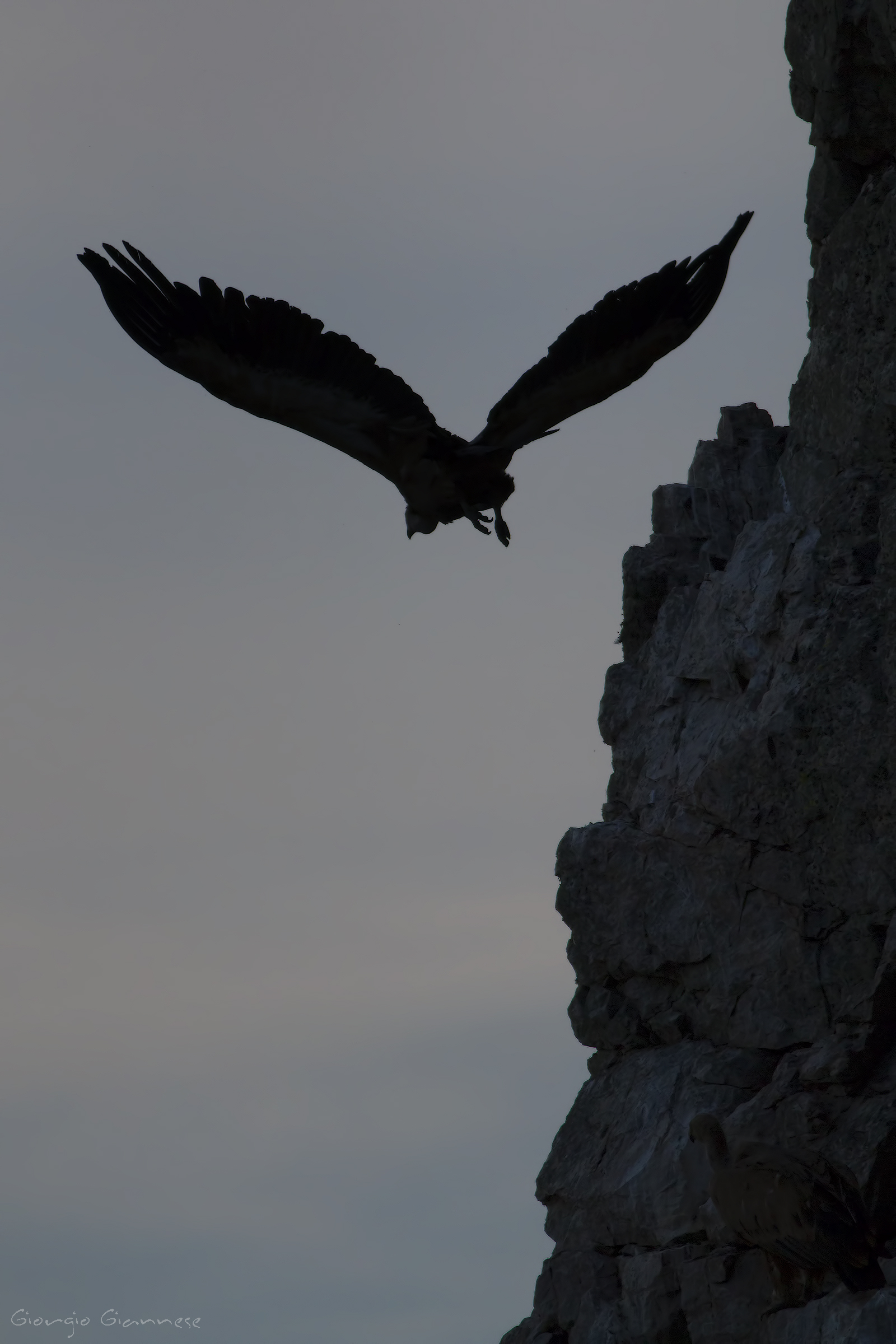 Grifone (Gyps fulvus)