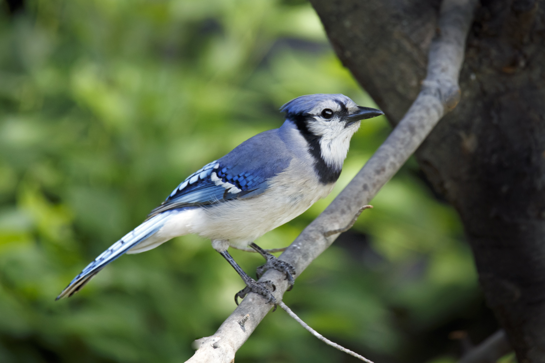 Blue Jay