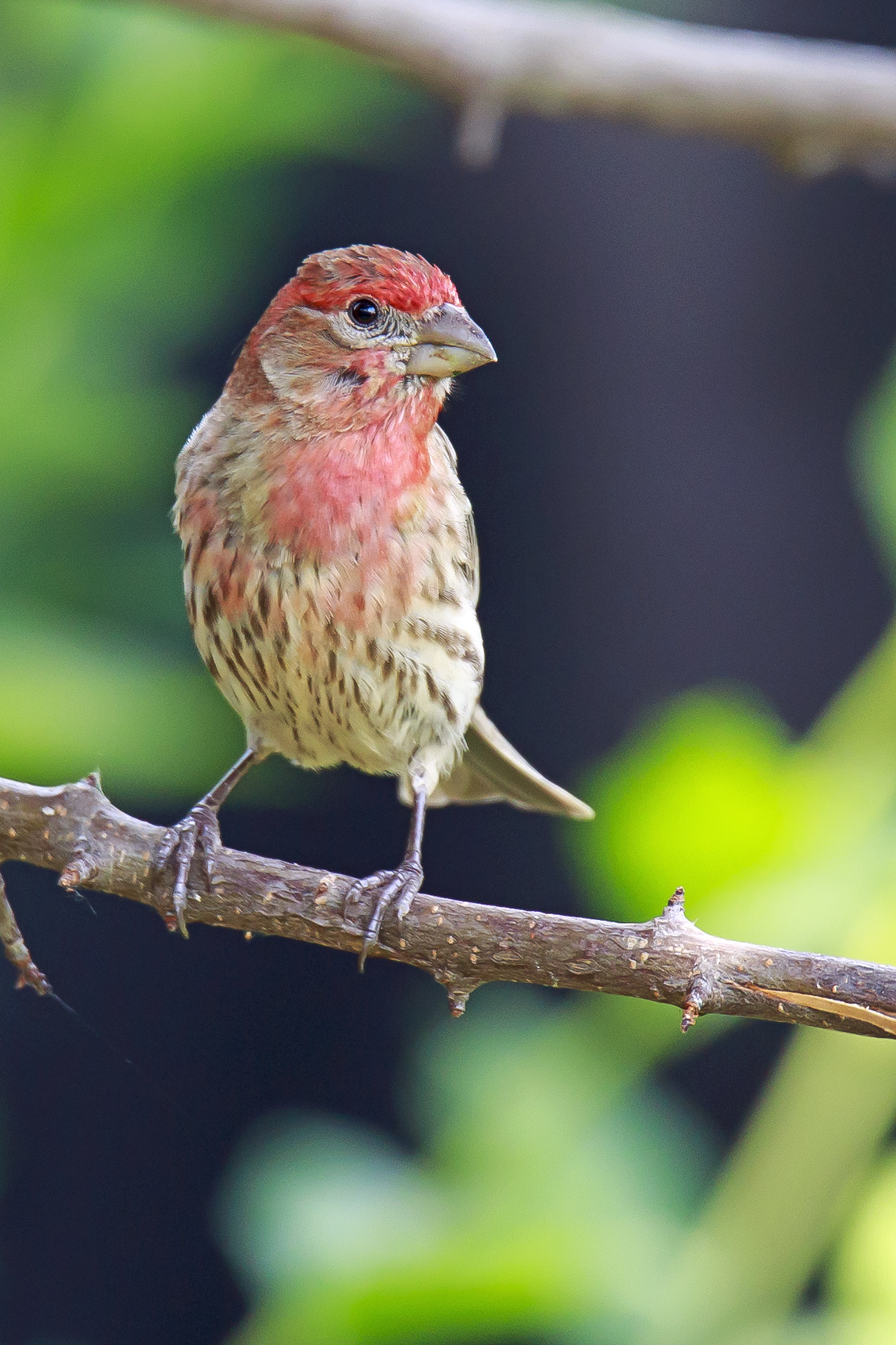 House Finch Male