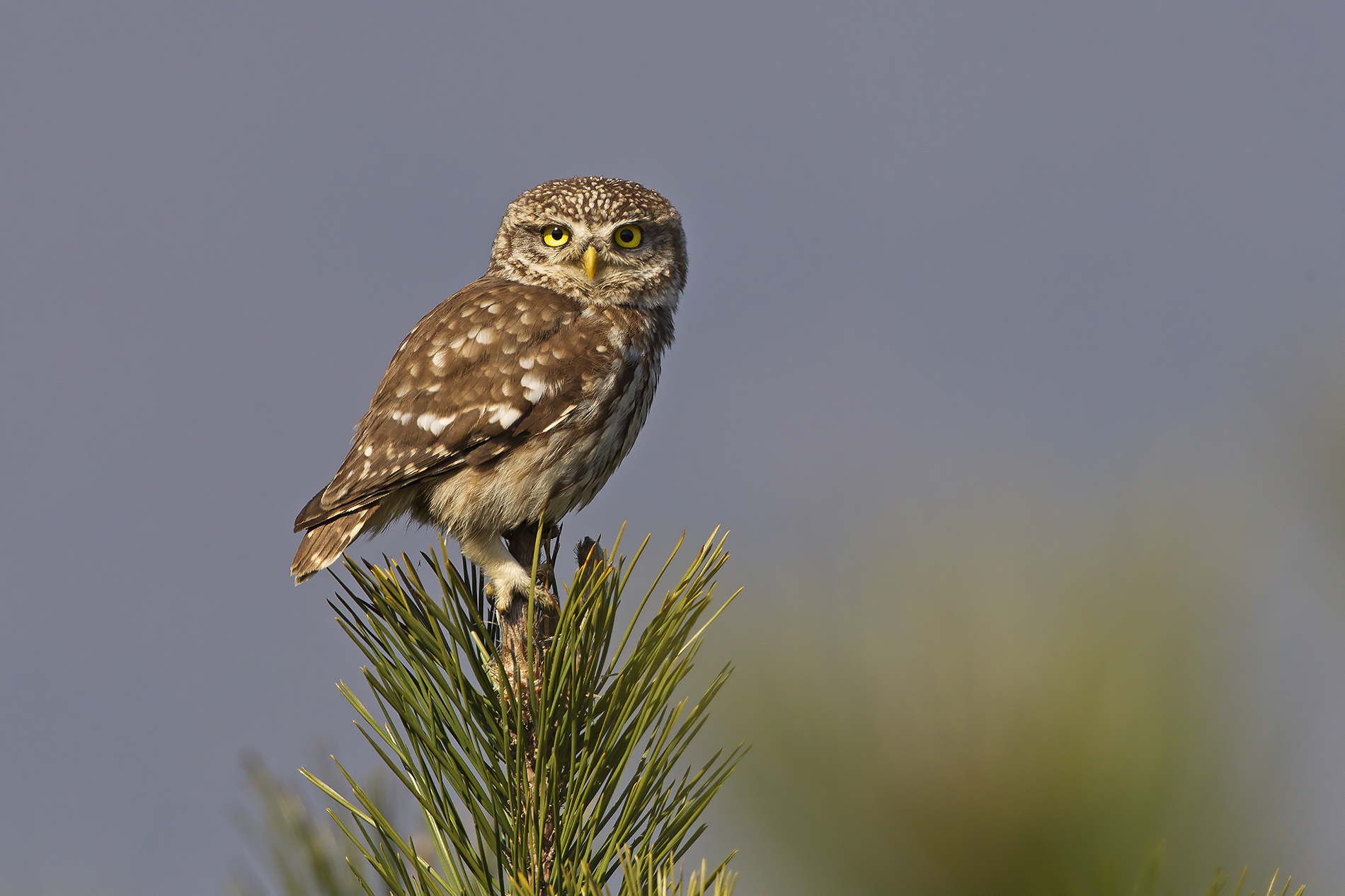 Civetta (Athene noctua)