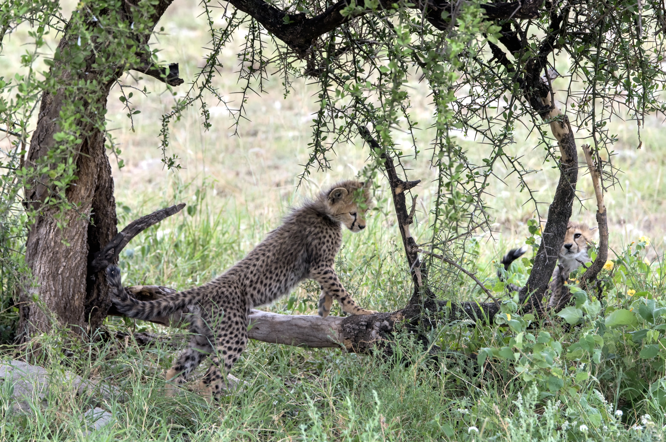Tanzania 2015 - Sotto un albero