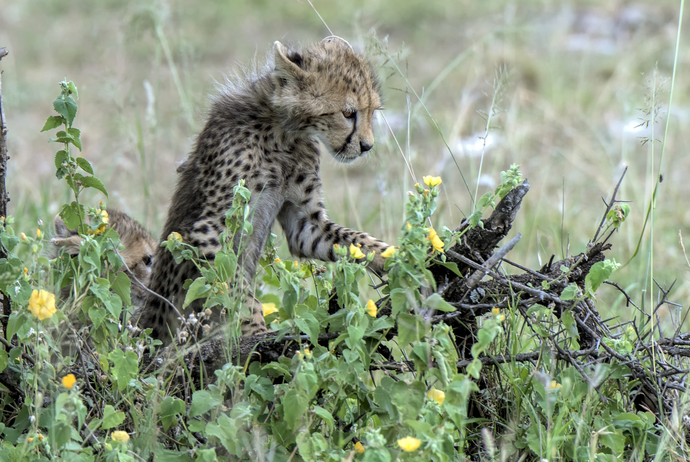 Tanzania 2015 - Curioso