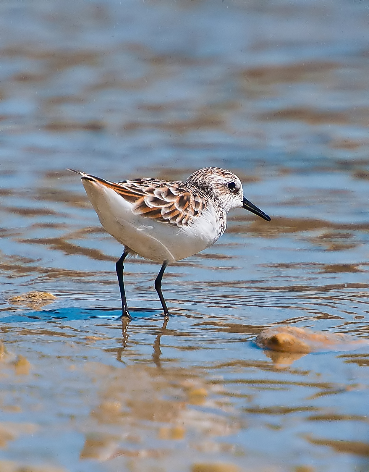 Gambecchio alle prime luci ...