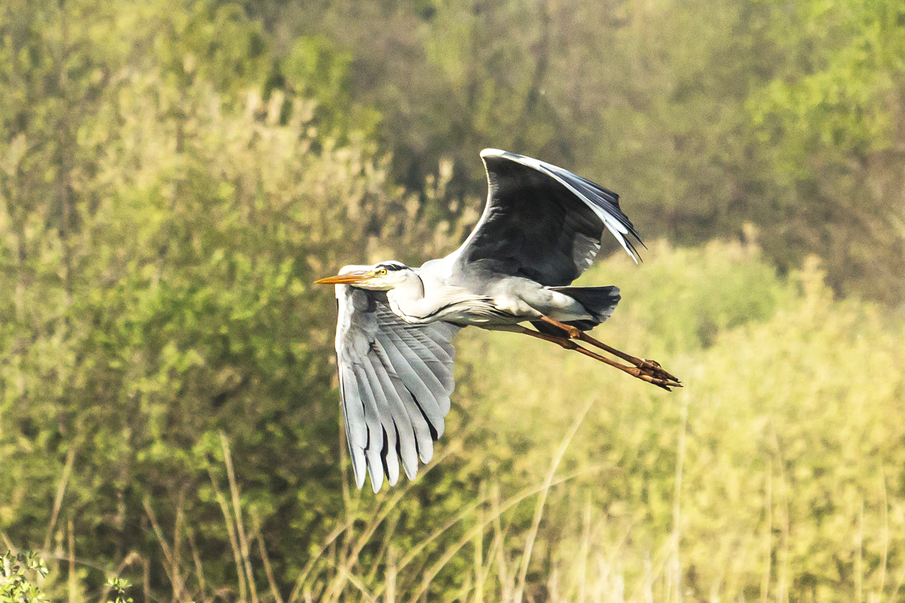 The Flight of the Heron