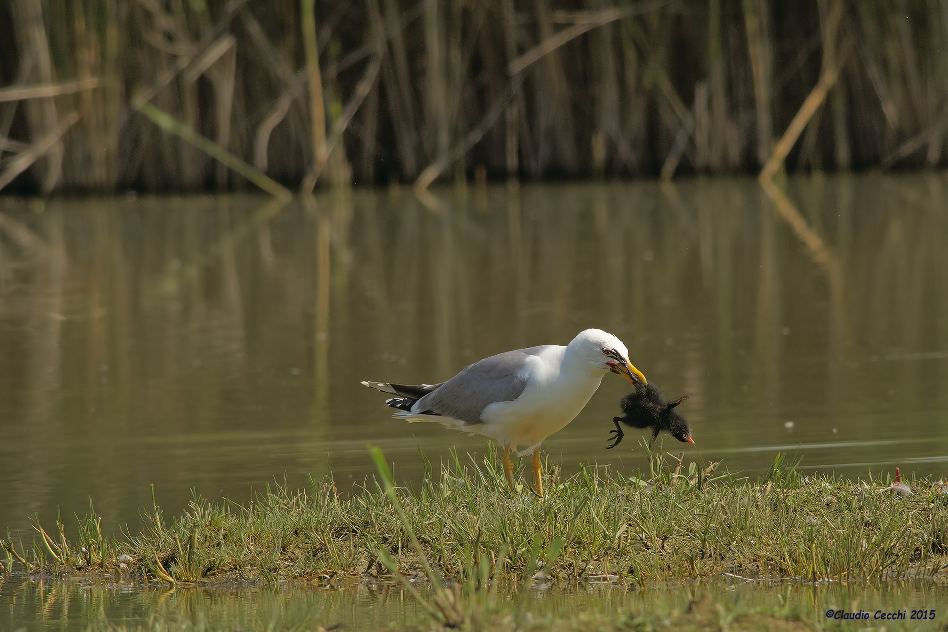 Seagull prey pullo coot