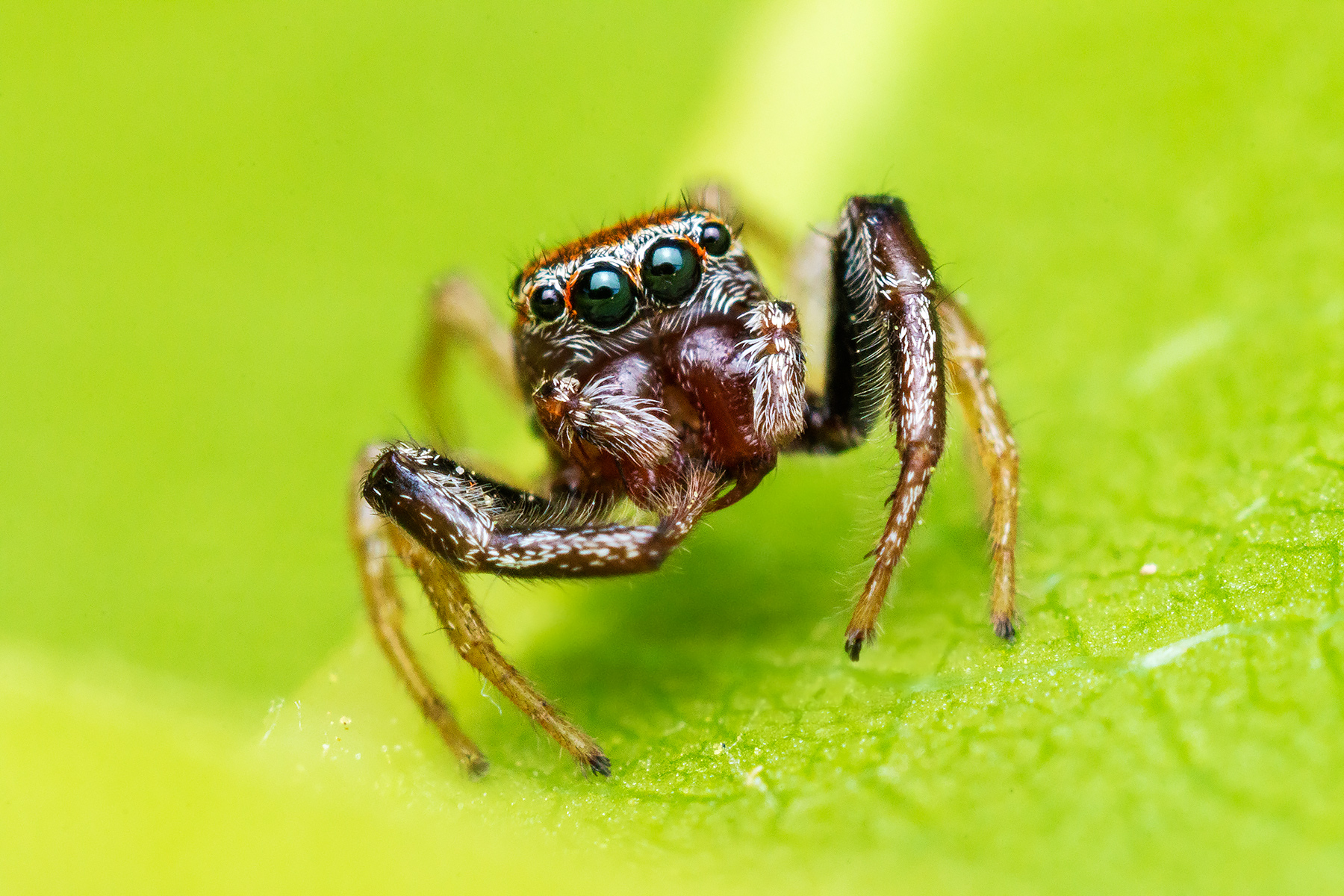 Jumping spider in green