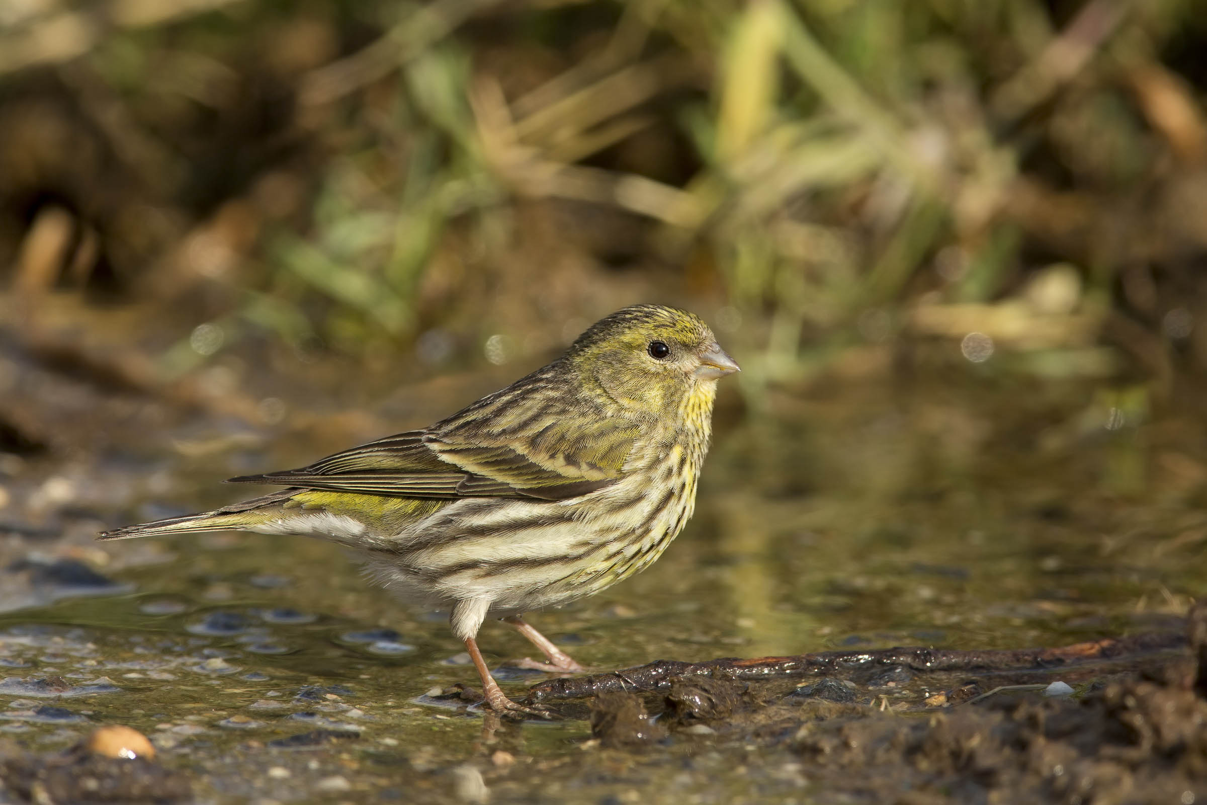 verzellino (serinus serinus) che piccolo!!