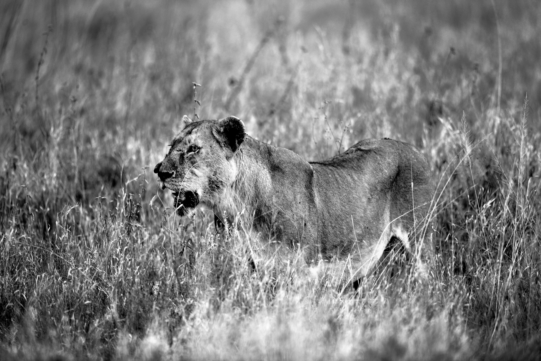 Tanzania 2015 - Naso spaccato