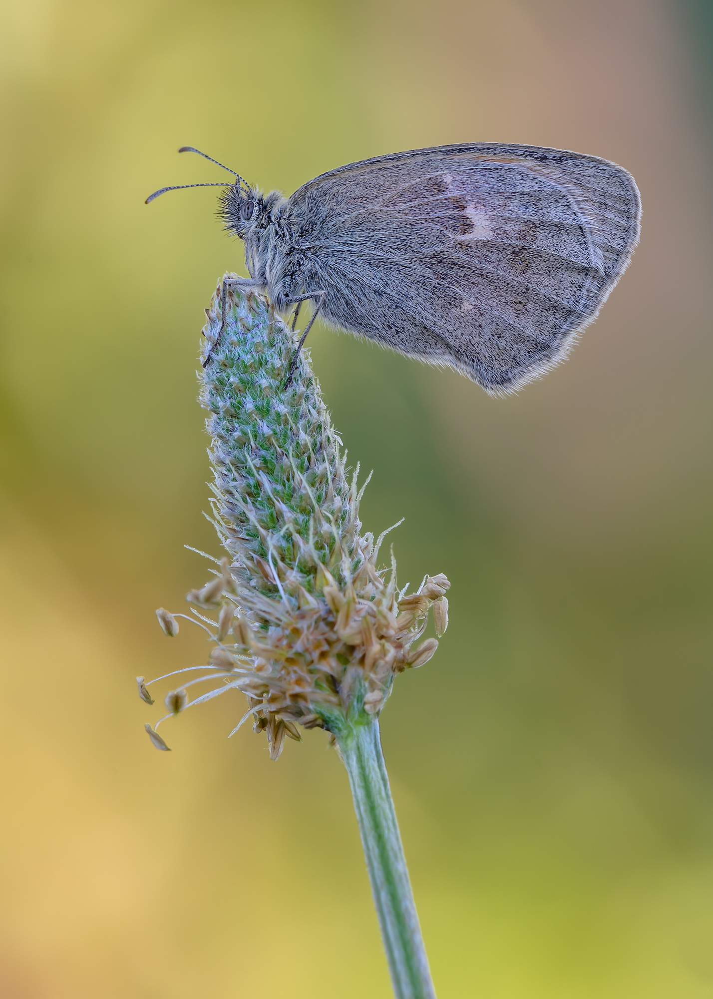 Colors from the garden