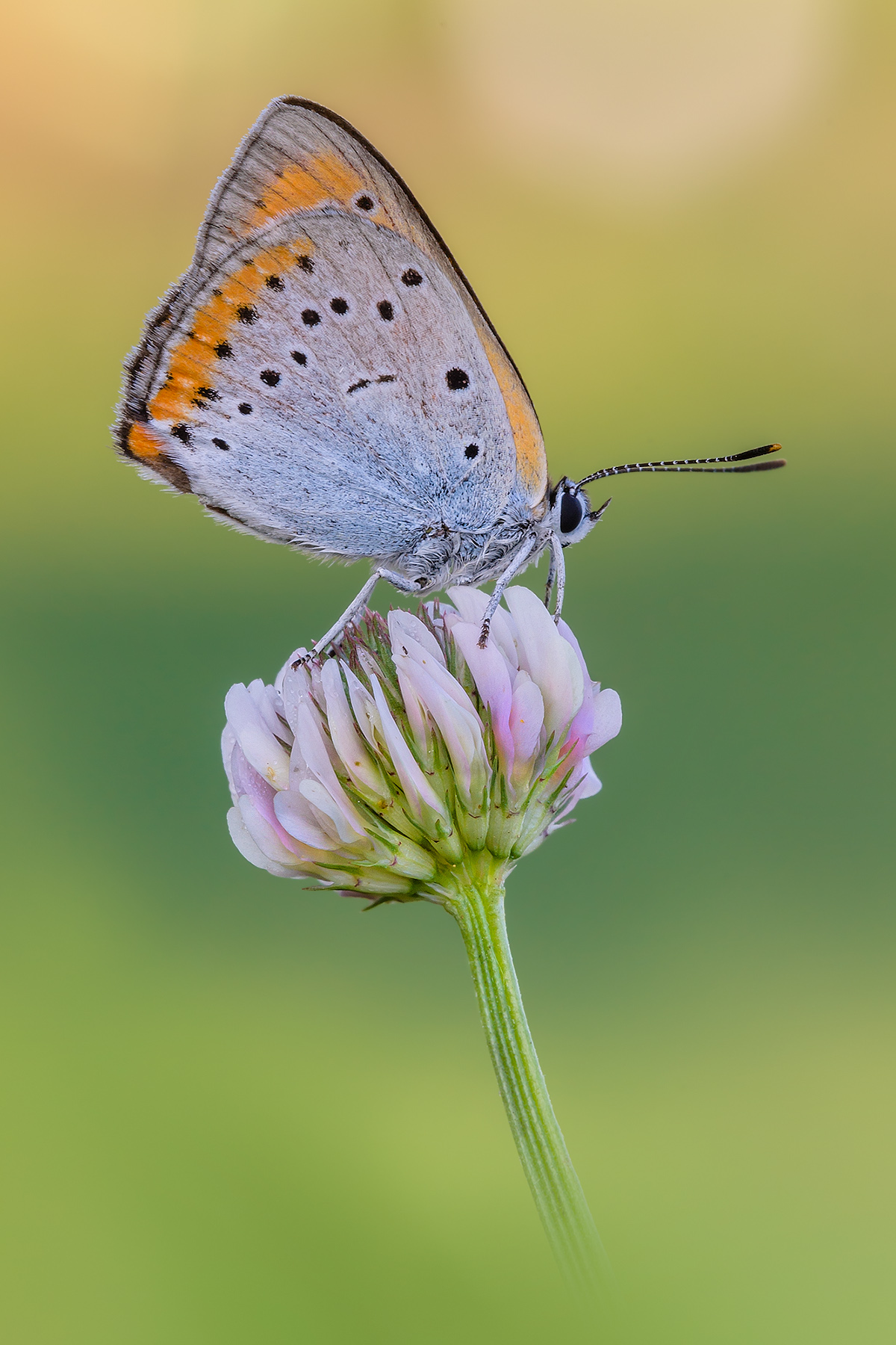 Lycaena dispar